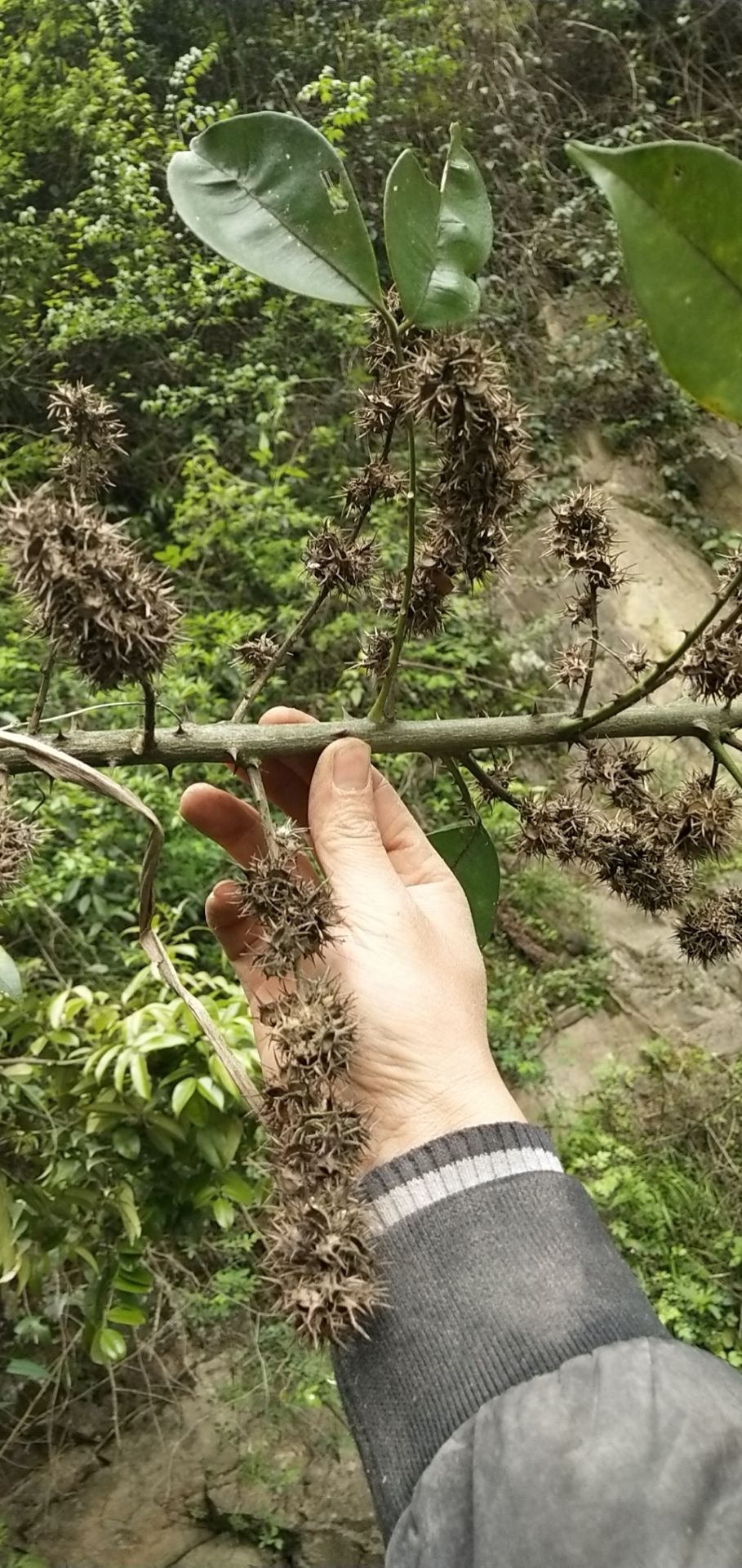 [两面针批发]两面针 单面针,三百棒,见血飞,山花椒4元