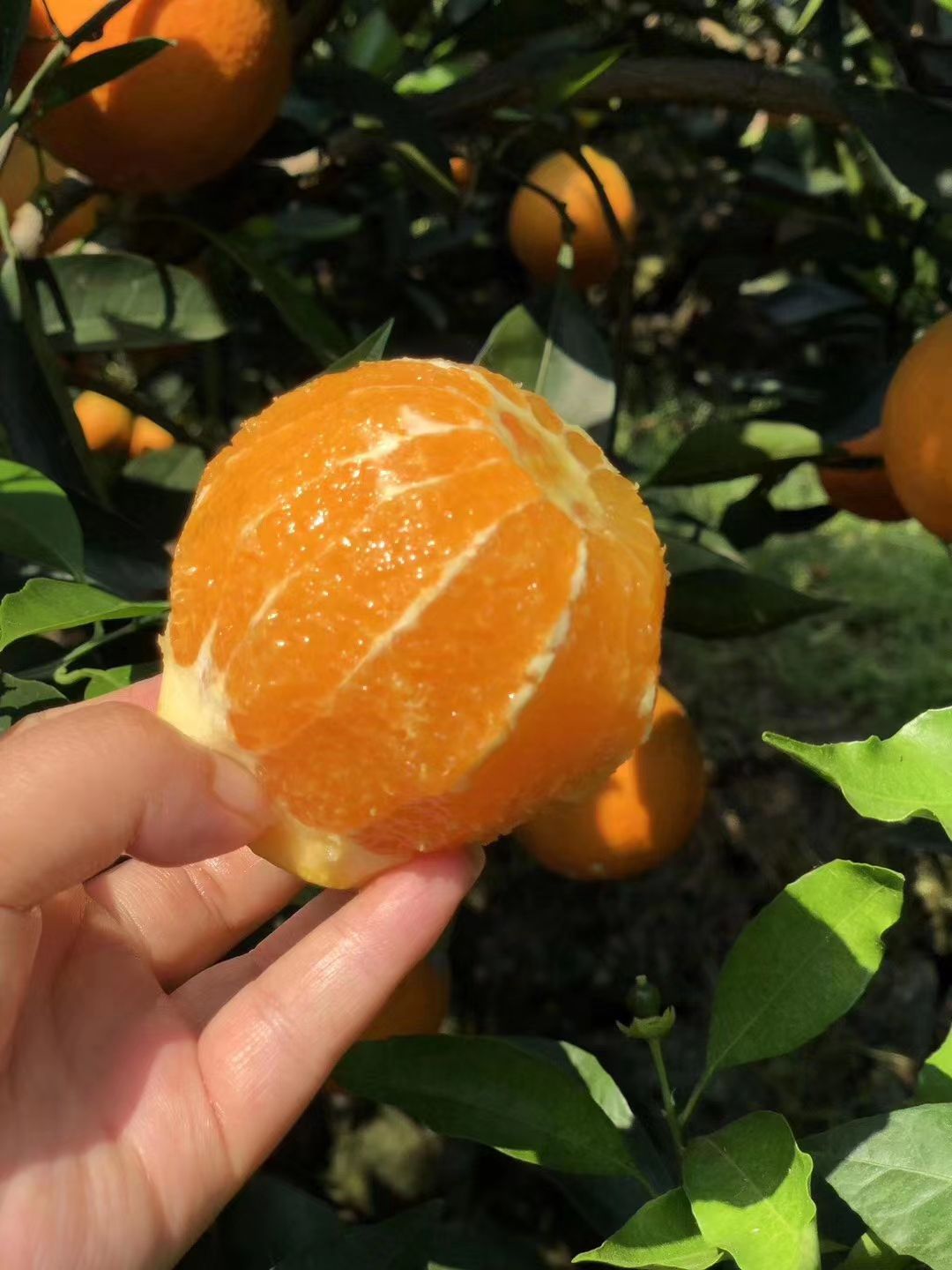 [红橙批发] 种橙子的农村小姑娘价格2.5元/斤 - 惠农网