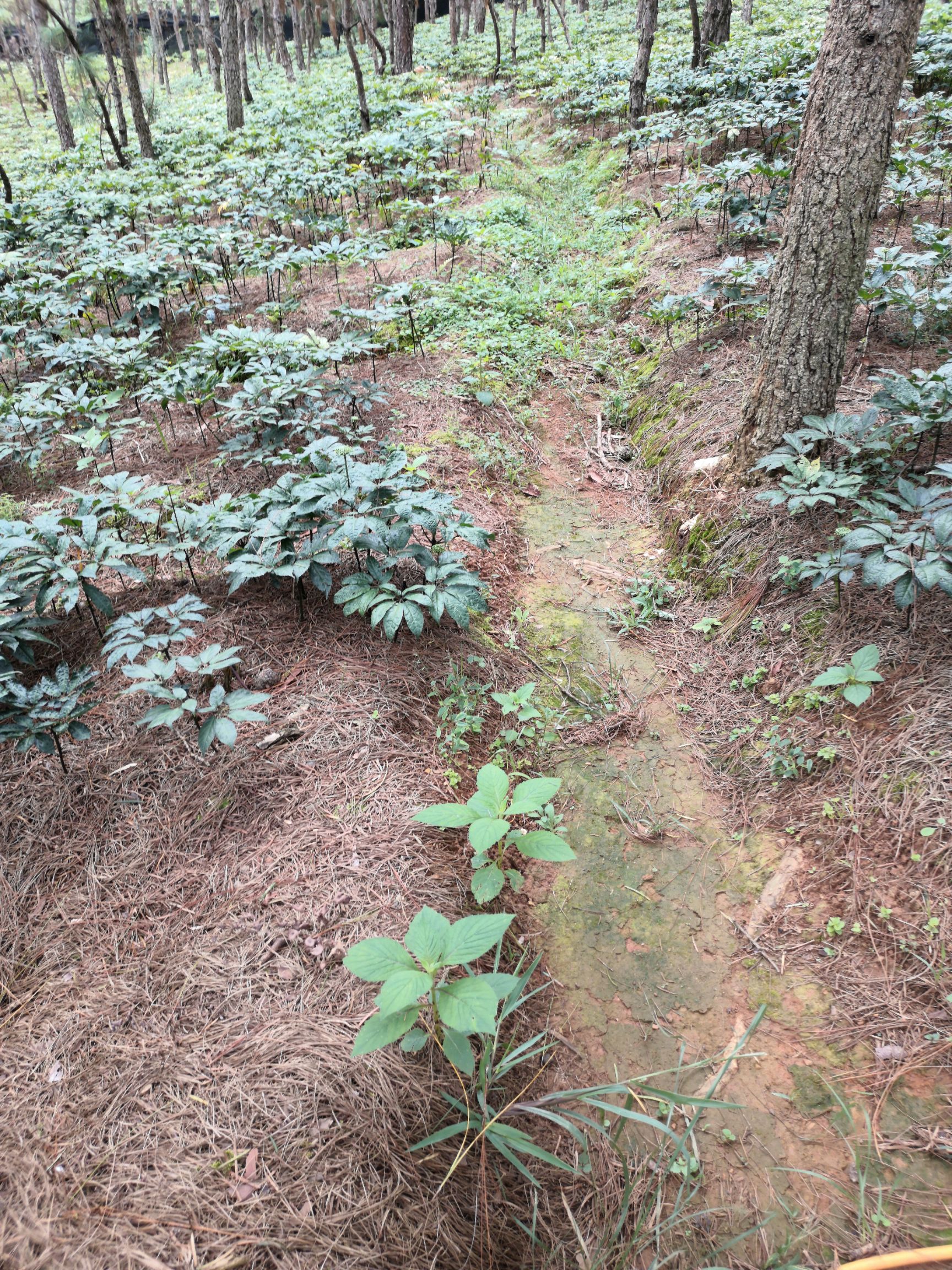 田七俗称三七源自大山深处一道健康的药食共用草药