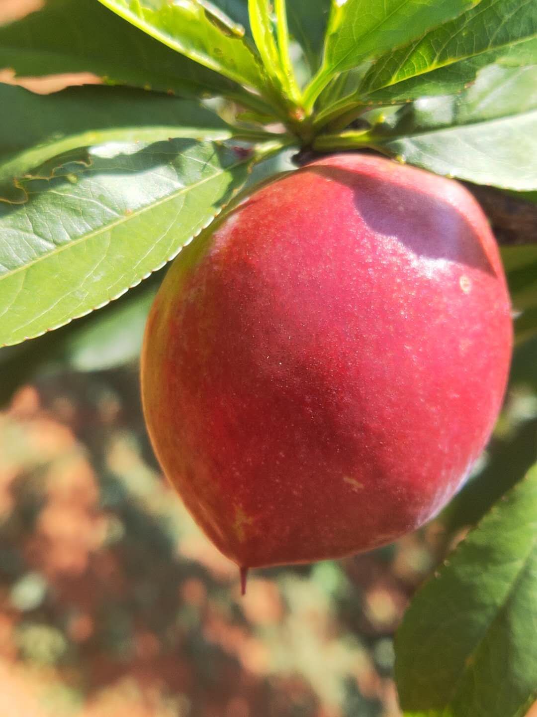 品种名:红油桃 品种名:红油桃 单果重:1两以上 果径:50mm