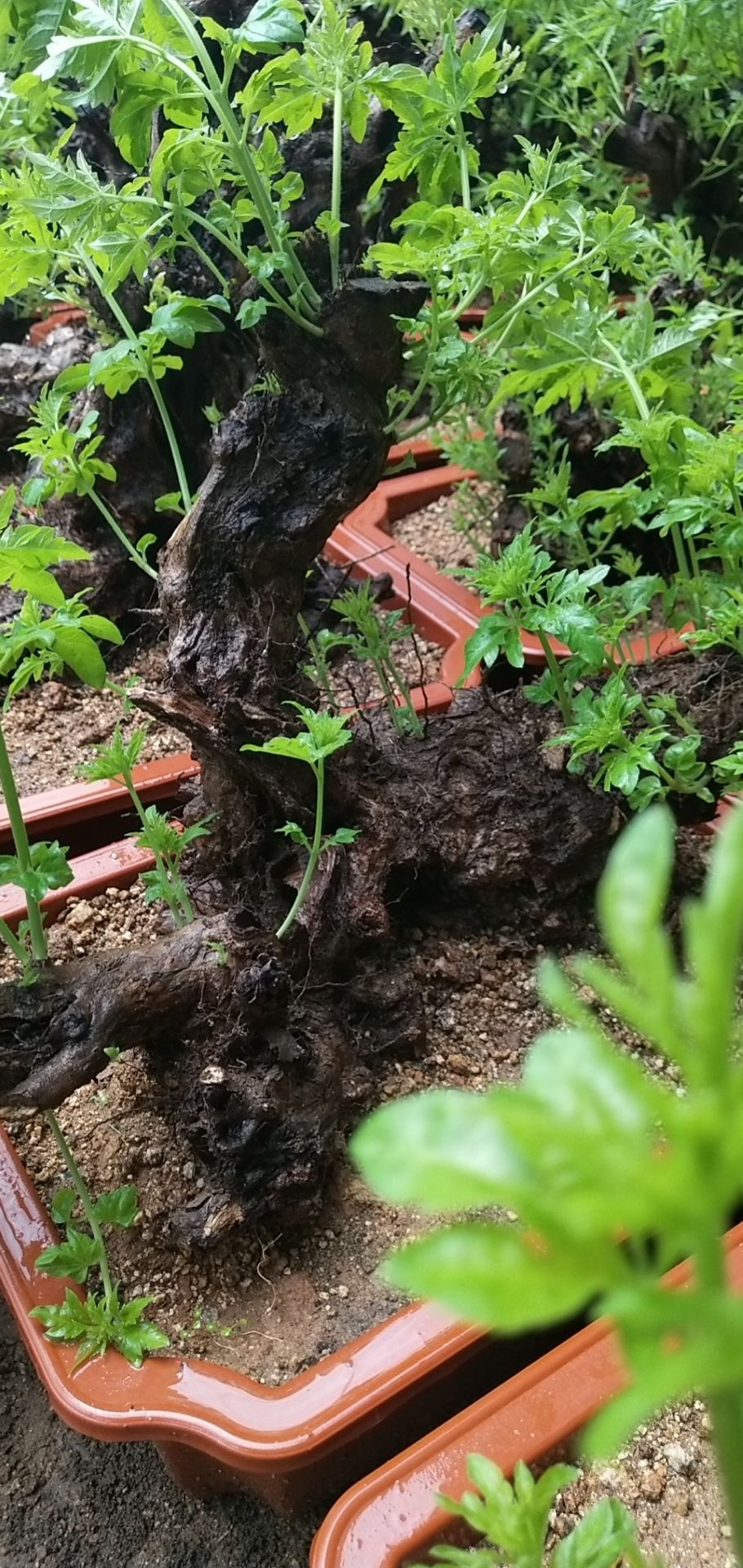 黄荆下山桩 黄荆老桩盆景