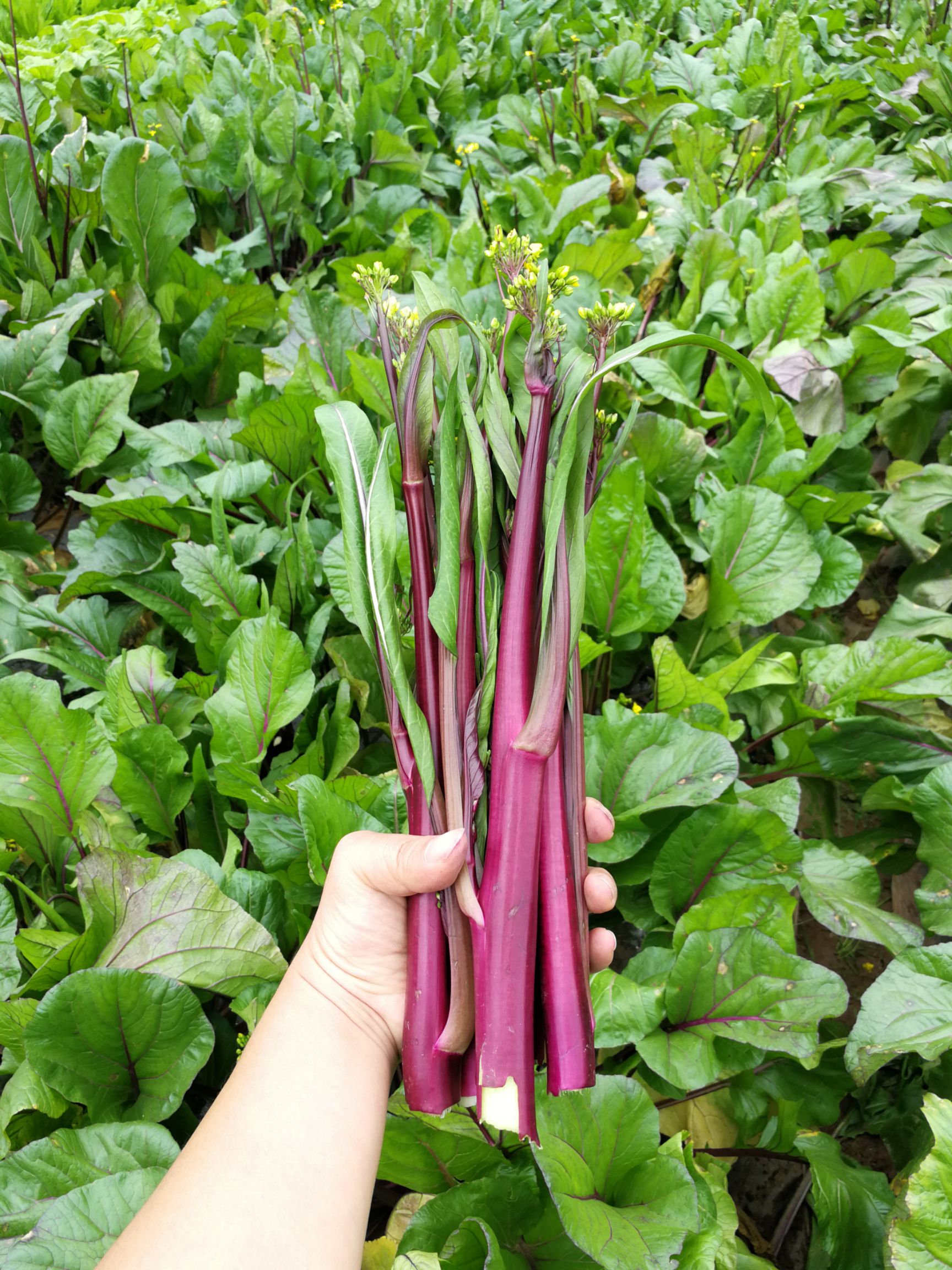 红菜苔种子杂交红菜苔首选种都高科