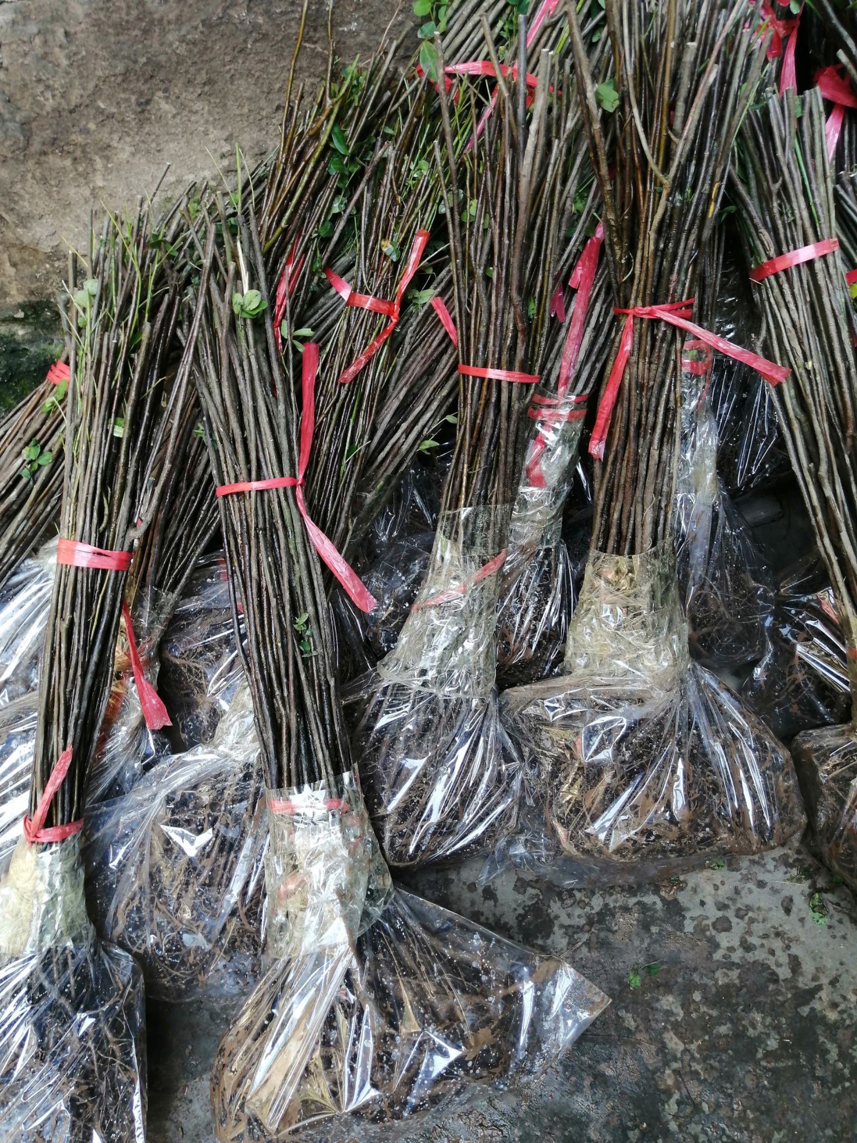 黄花槐苗 大量供货 基地直供