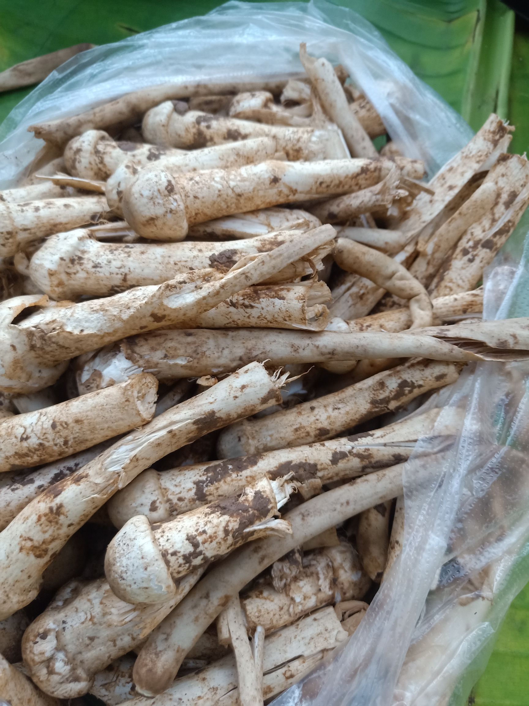 鸡枞菌云南普洱蚂蚁谷堆菌未开伞学名谷堆白蚁伞和鸡枞一样美味
