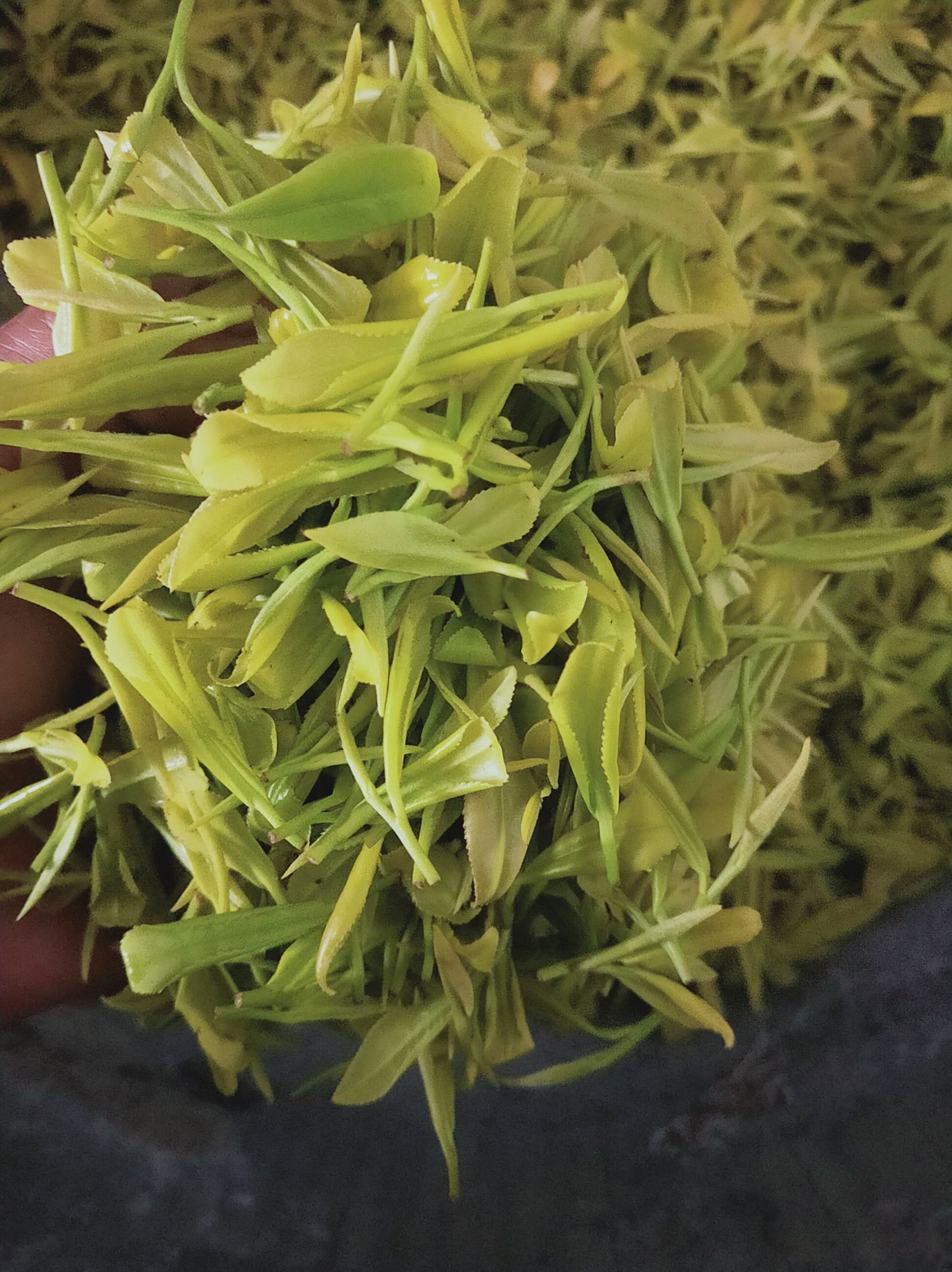 黄茶2021年雨前黄金茶自产自销让利消费者可订制不同单价等级茶叶