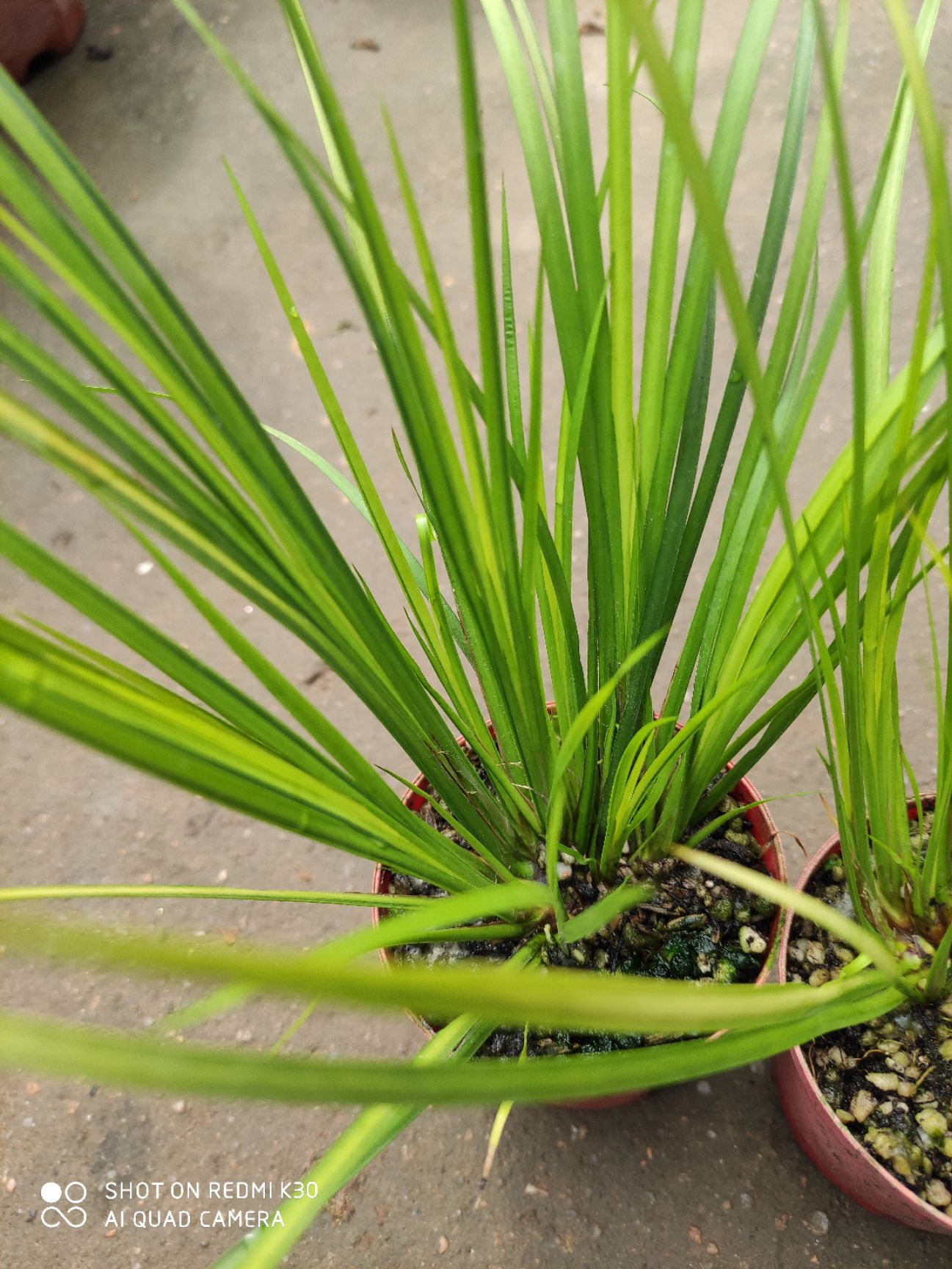 菖蒲胧月室内外盆栽好养植物水培植物假山植物