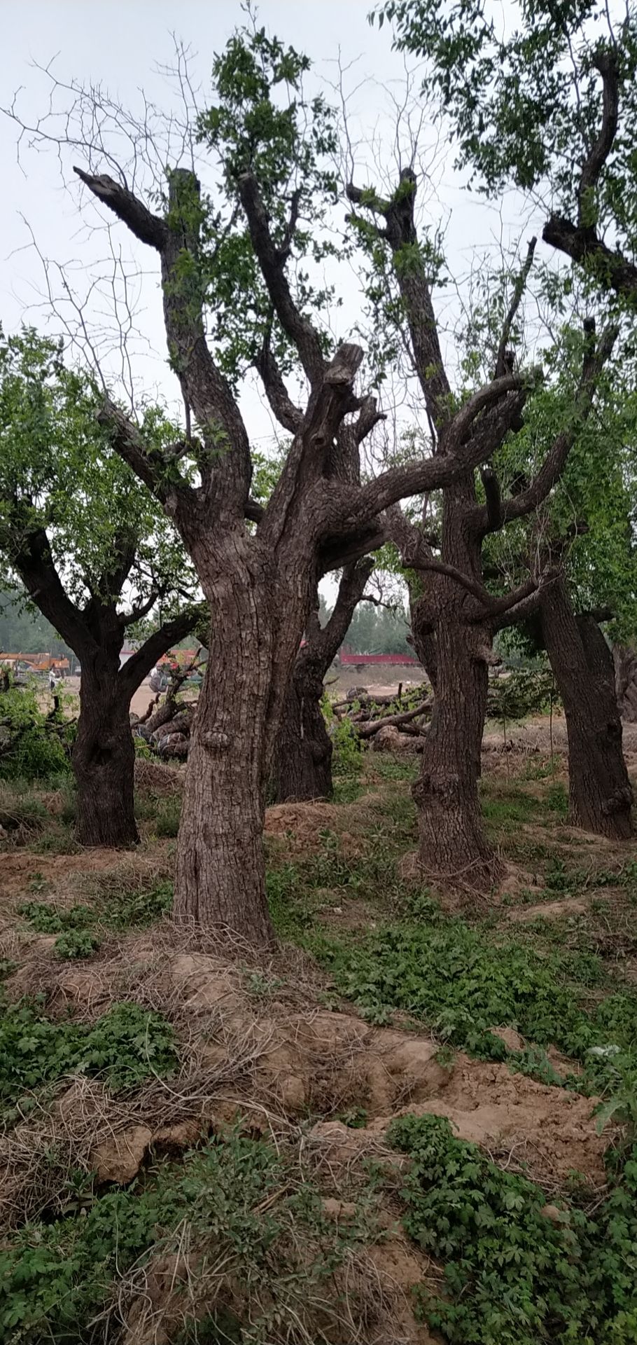 金丝小枣树苗 百年古枣树原产地直销