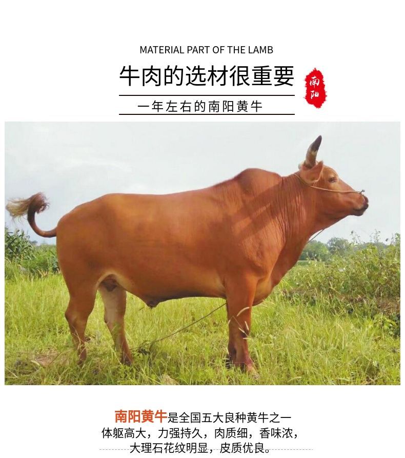 新鲜牛排骨正宗南阳黄牛排骨肉生牛肉新鲜牛肉批发包邮请亲们务必填写