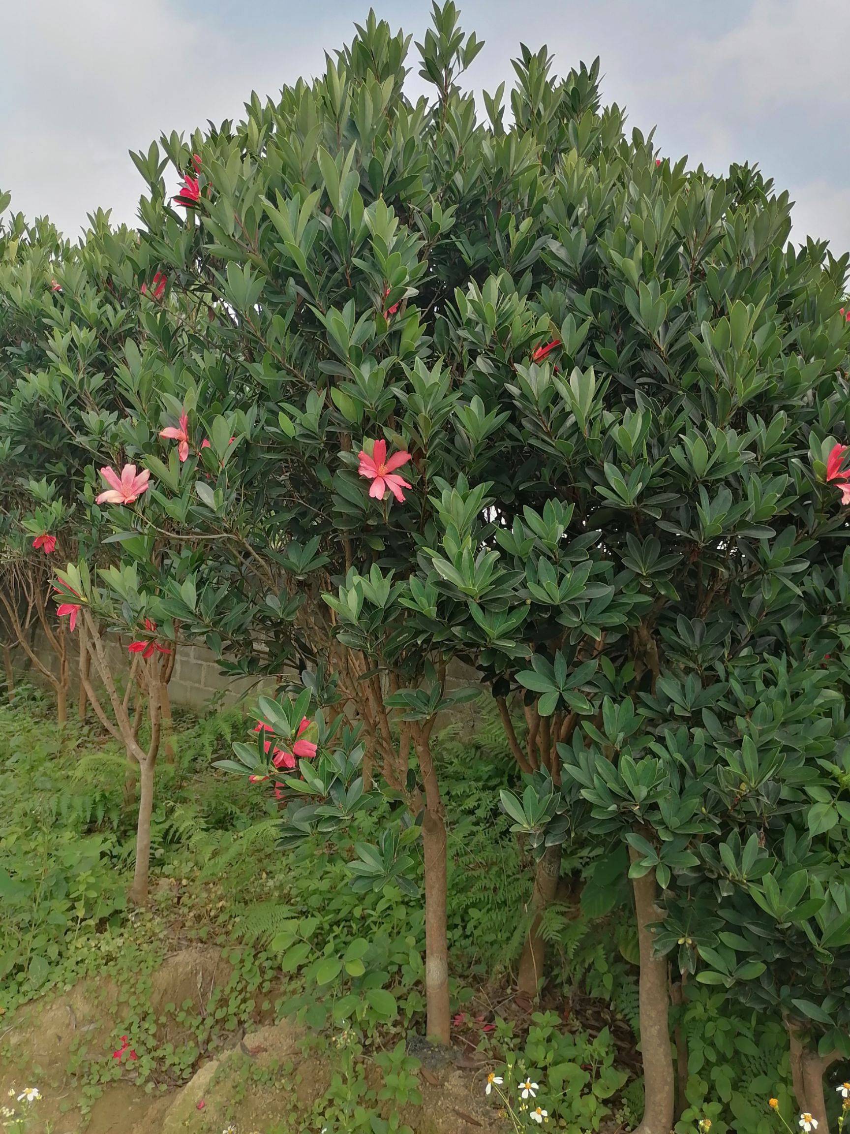 山茶花 四季红山茶