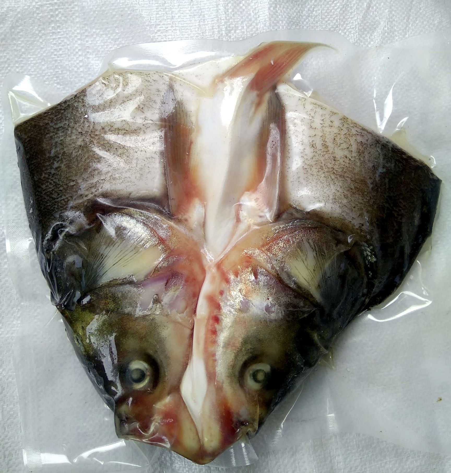丹江口生态鱼头白鲢鱼头