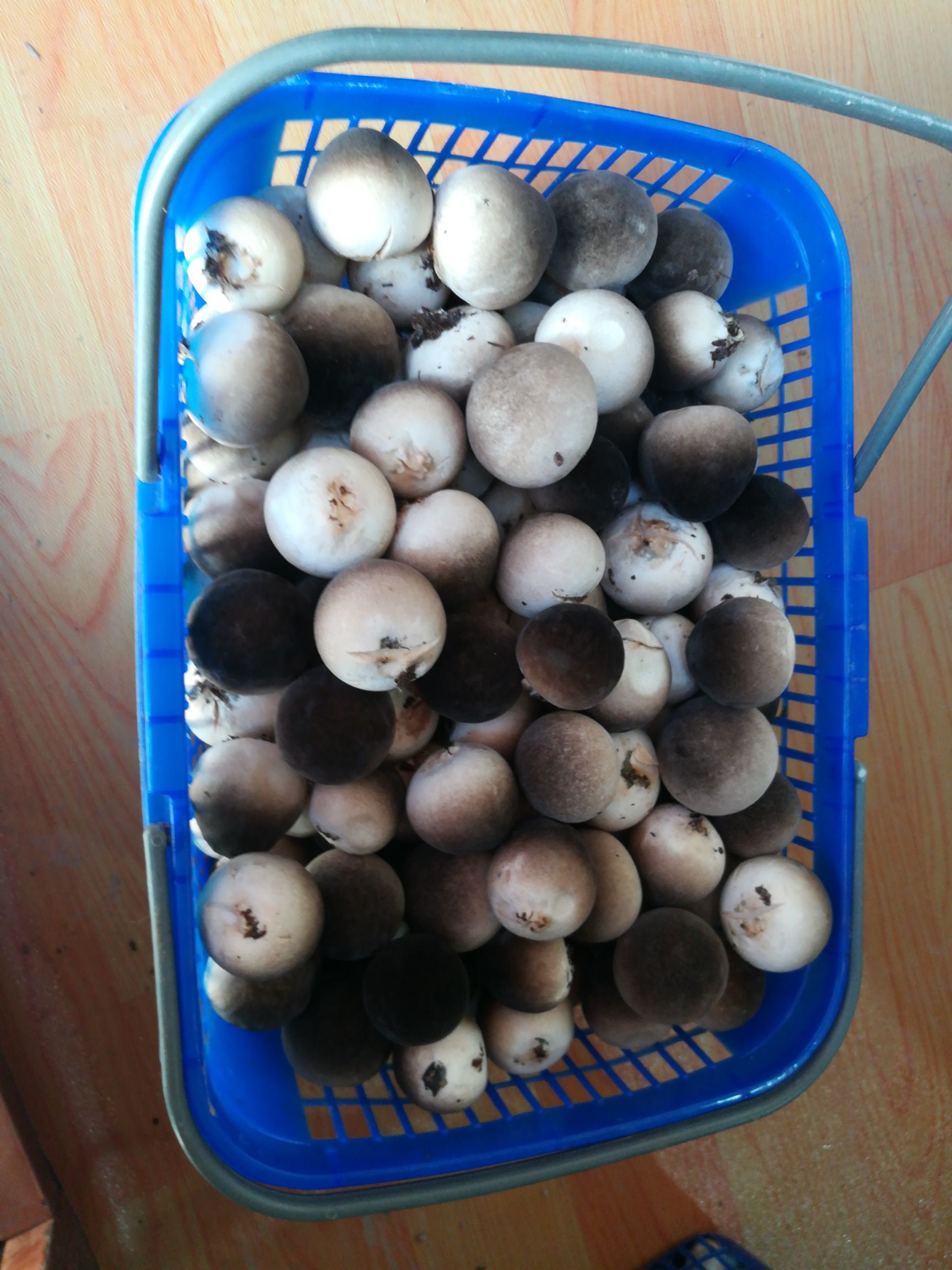 荔枝型鲜草菇,实菇2-3公分