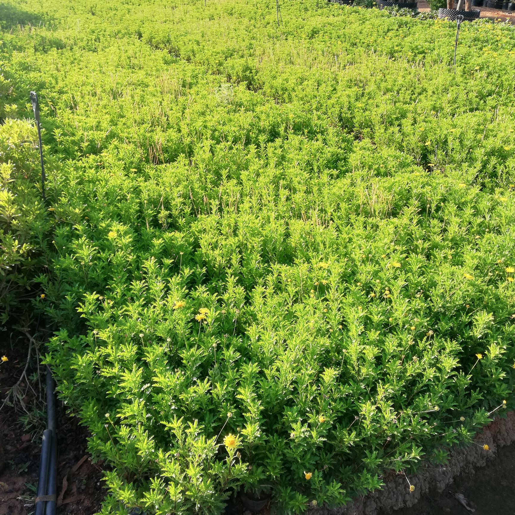 木春菊苗 花期长,是绿化地被精选品种
