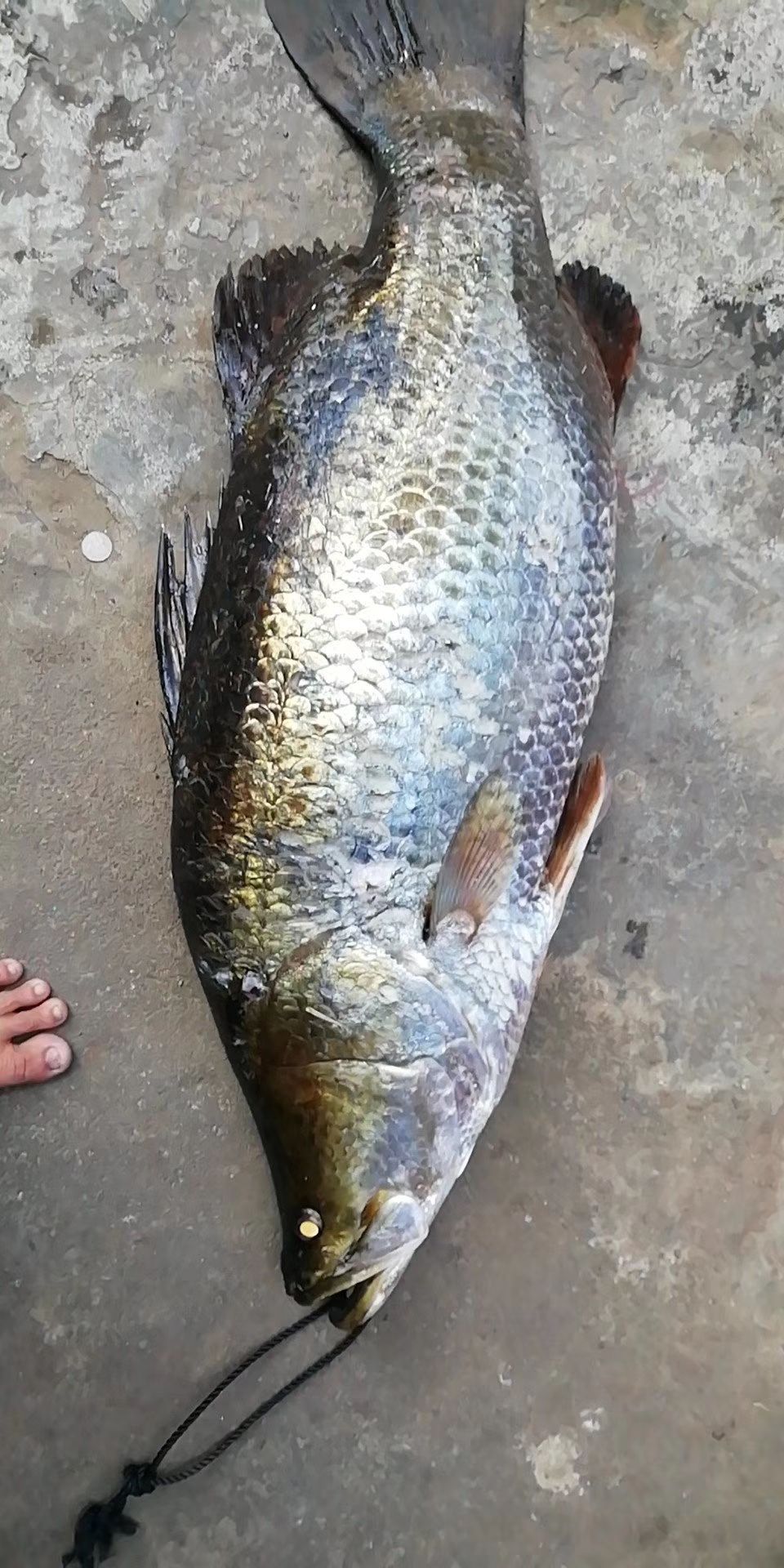 盲曹鱼 海南剑曹鱼