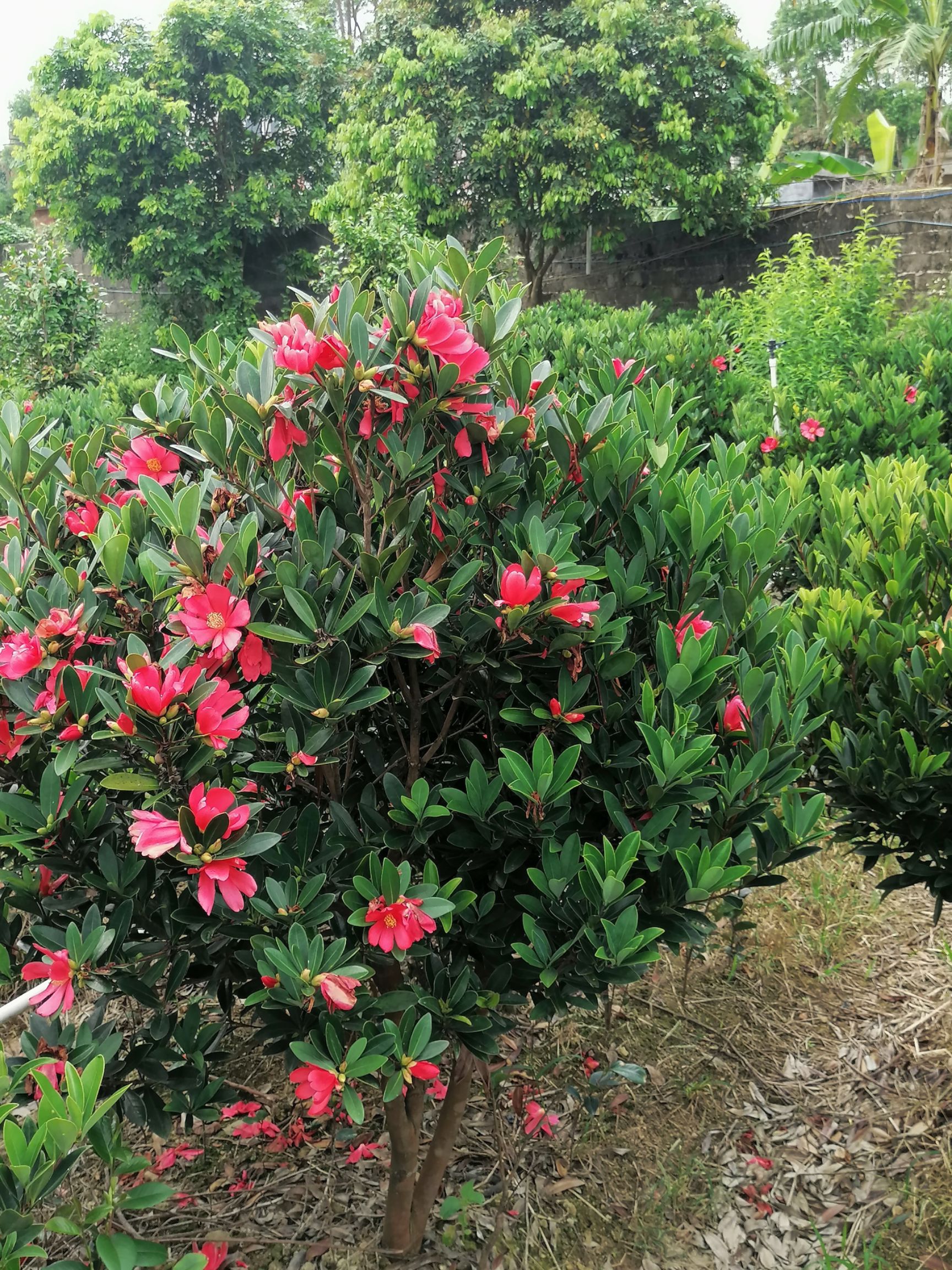 山茶花 四季红山茶