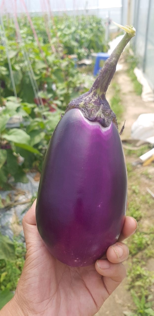 紫冠茄子 精品圆茄基地直发