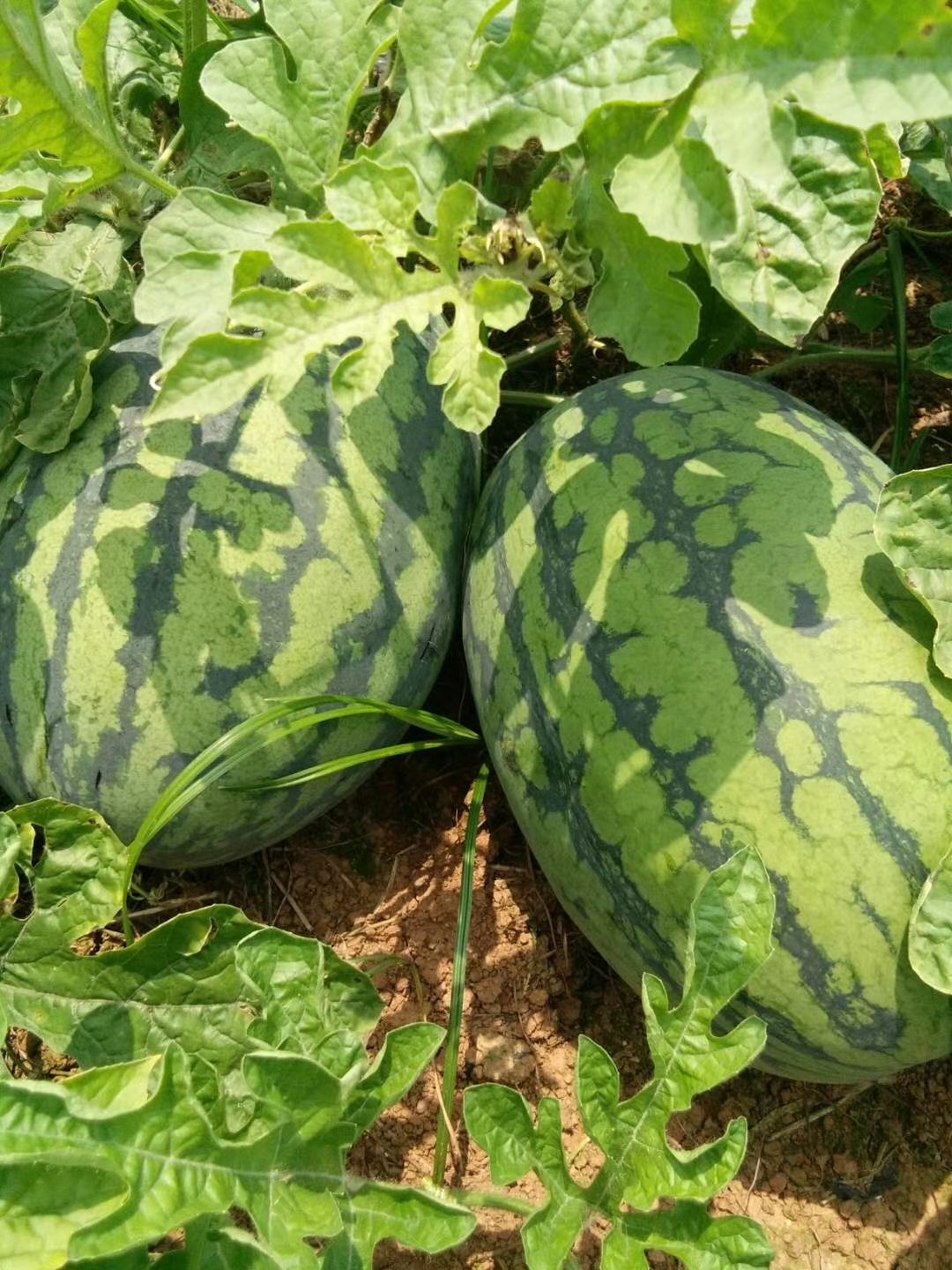 广西南宁坡地新超人,小富西瓜大量上市