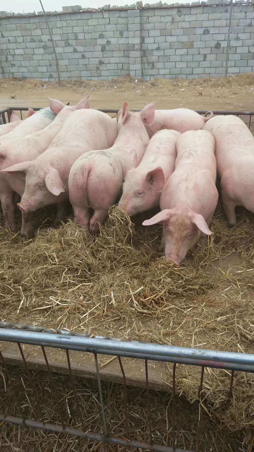 大型猪场优良三元仔猪价格便宜防疫到位品种纯免费送猪到