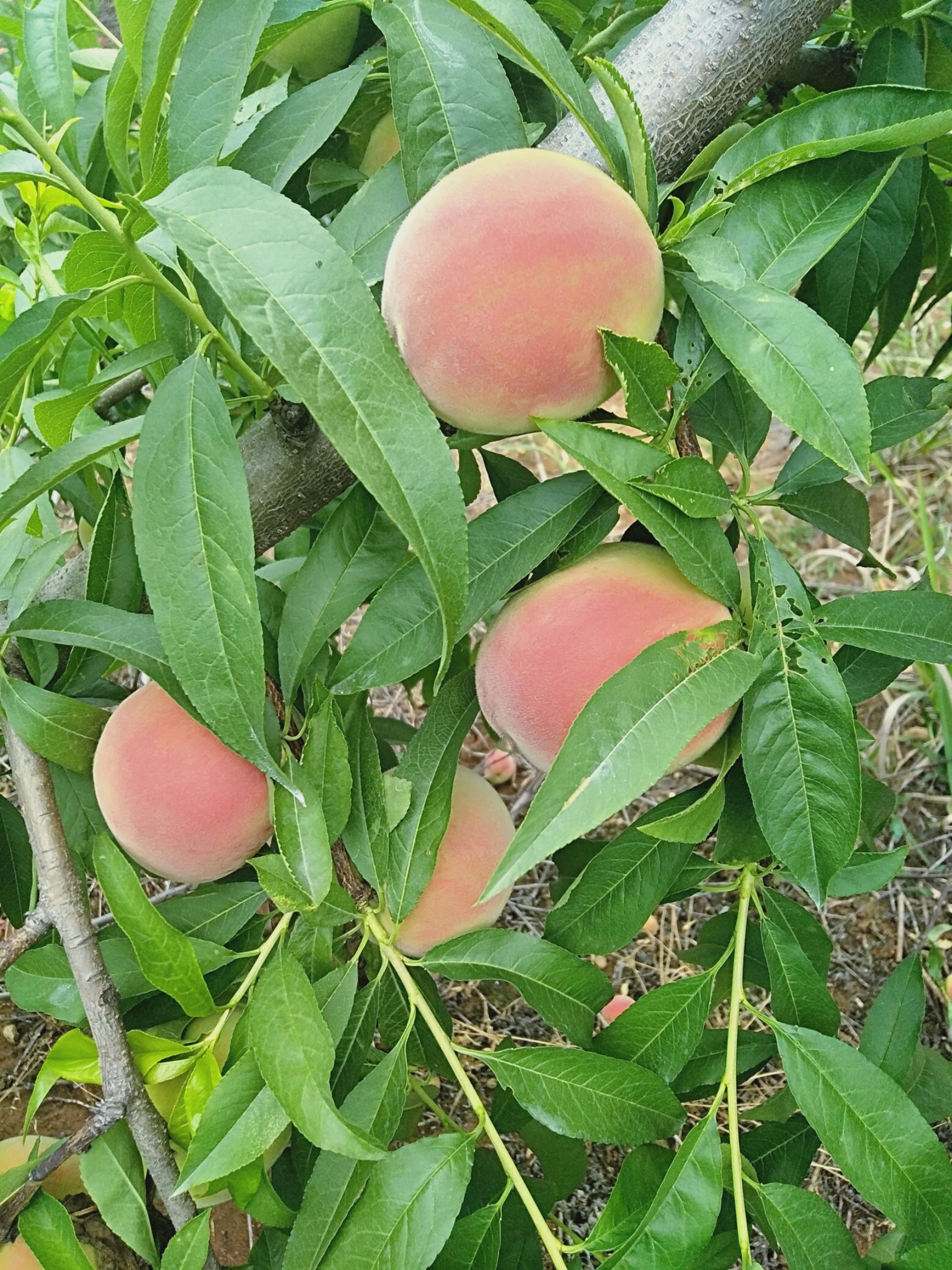 毛桃 大量桃子上市,面积大质量好