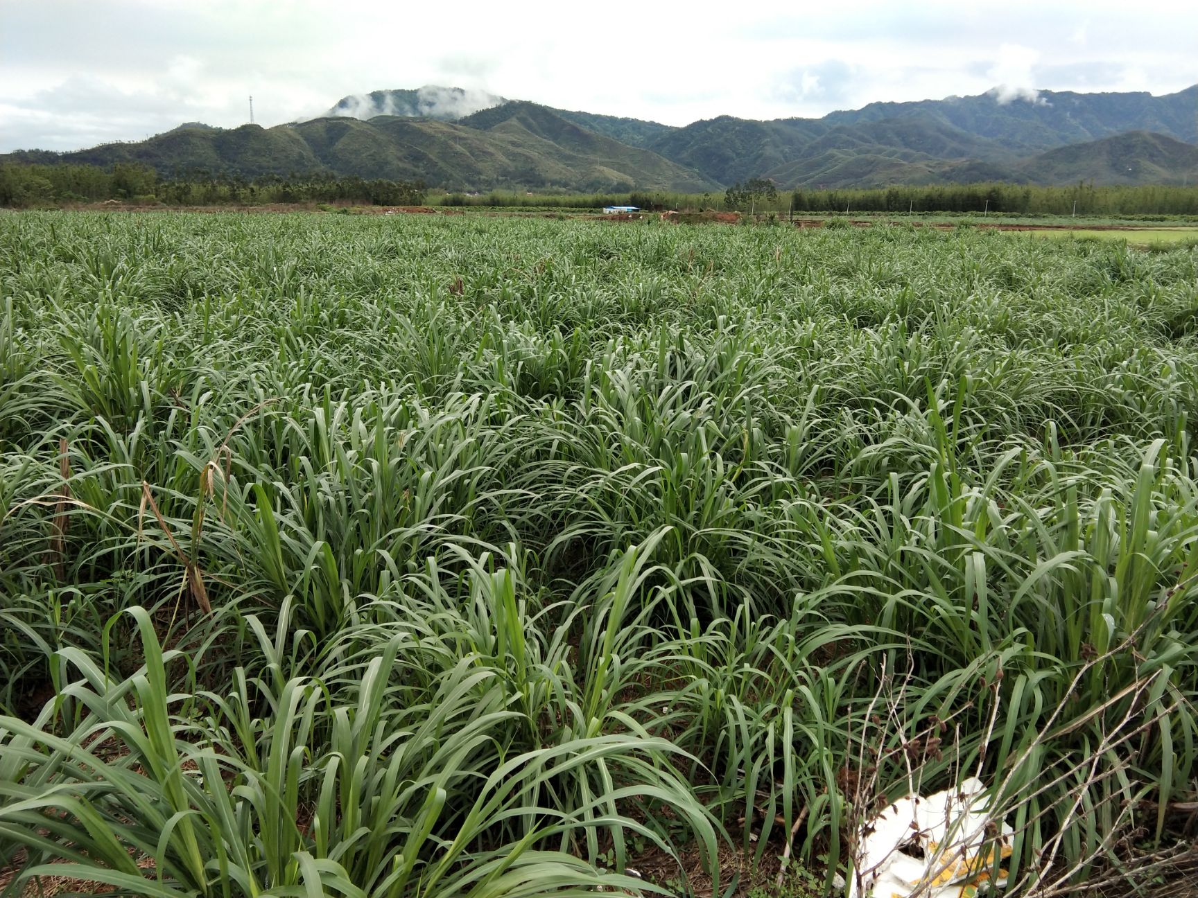 优质皇竹草.已经青贮.青储.3000亩牧草公司.