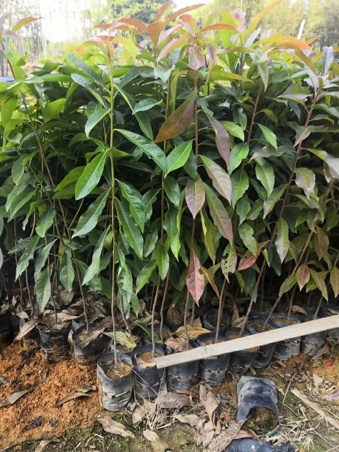 木荷杯苗