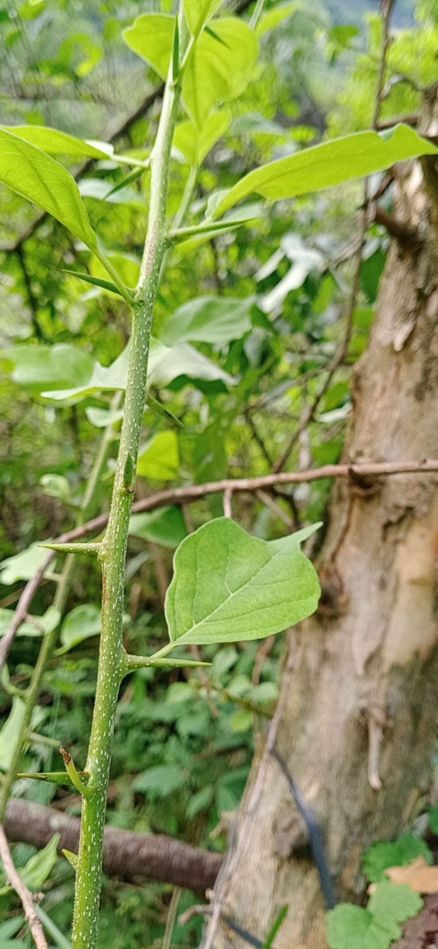 柘木 穿破石