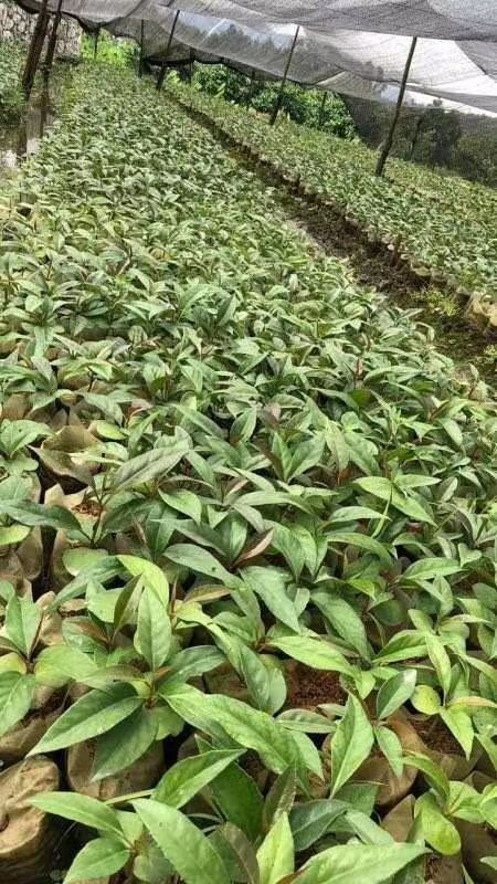 黑老虎种子 黑老虎水果种植专业供苗批发