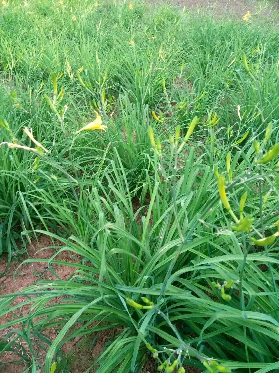 黄花菜苗 南阳黄花菜苗 价格便宜 实惠好用