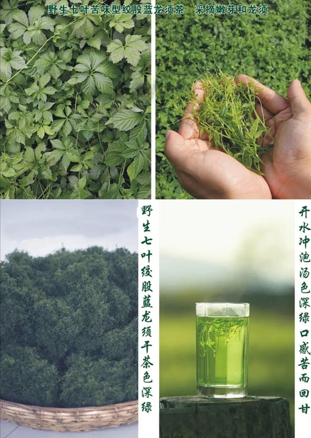 绞股蓝 
