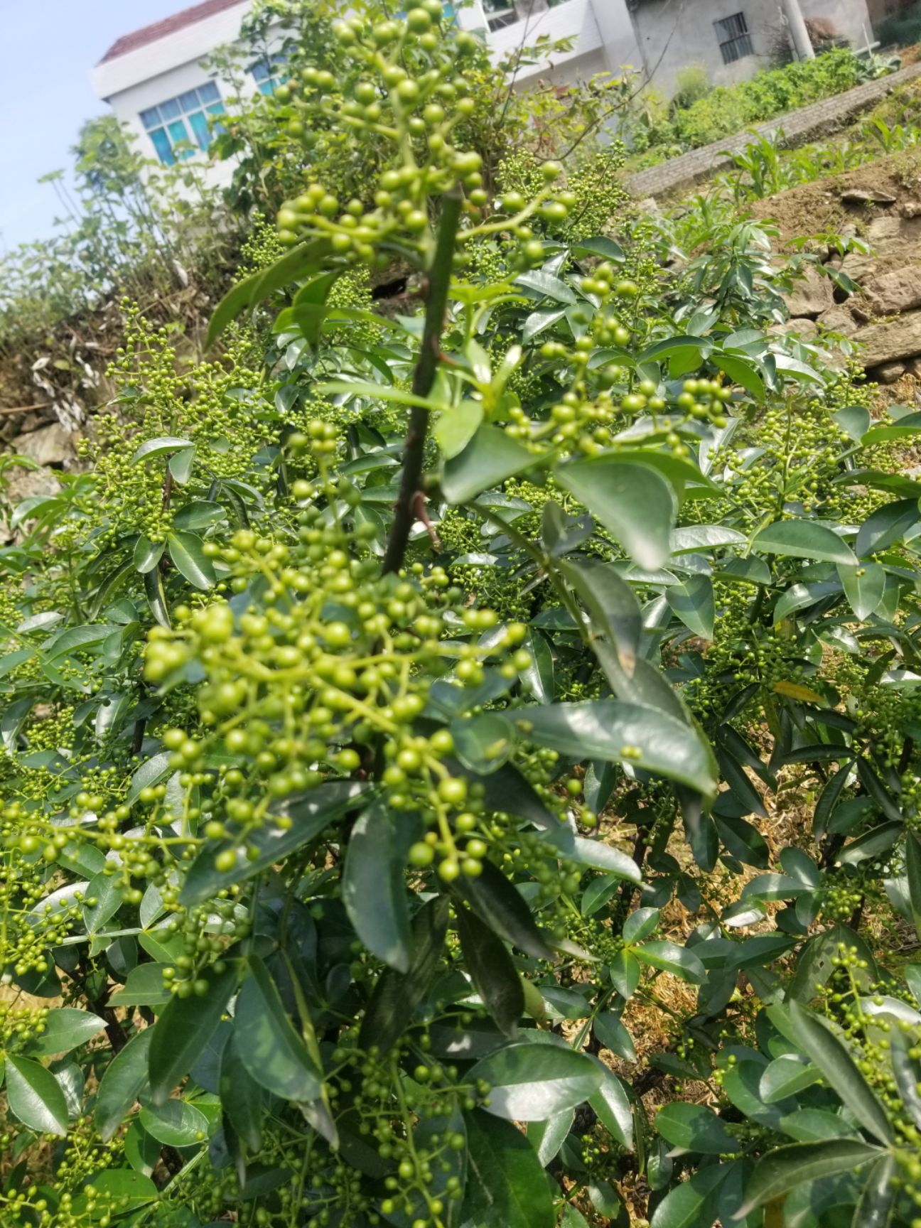 〈天知椒〉青花椒