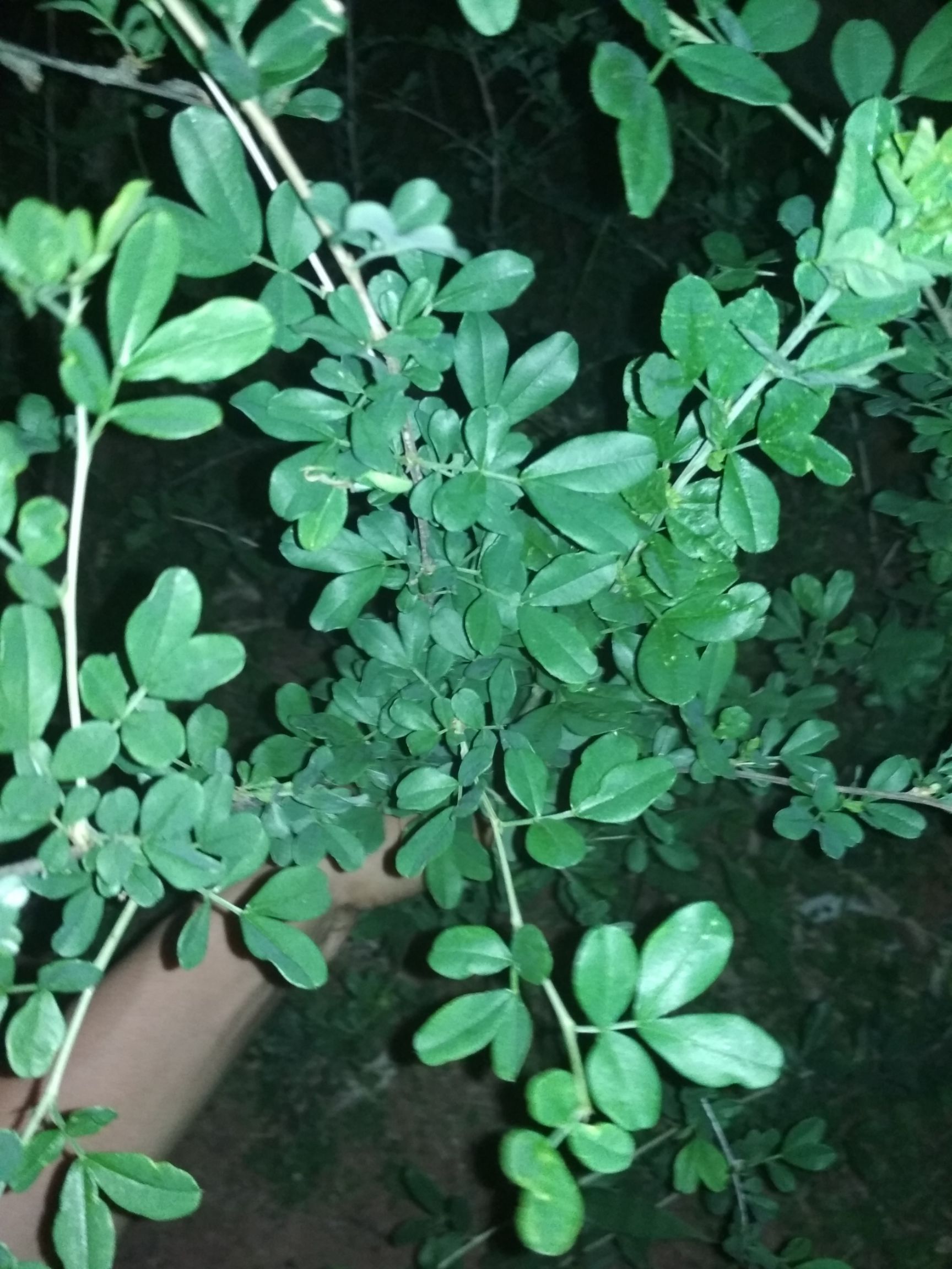 食用生鲜花,金雀花苗,生鲜花可做特级*菜花卉食用,晒干,花,根,皮,可做