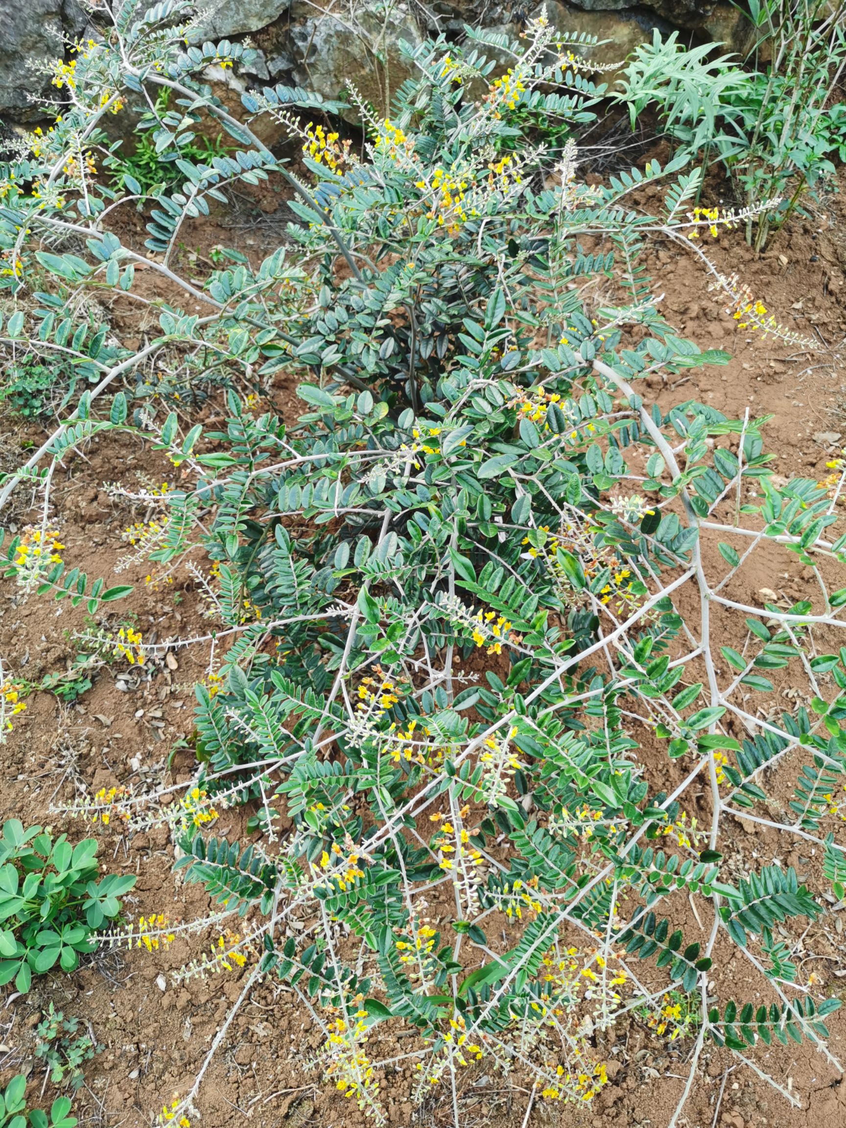 山豆根苗 山豆根