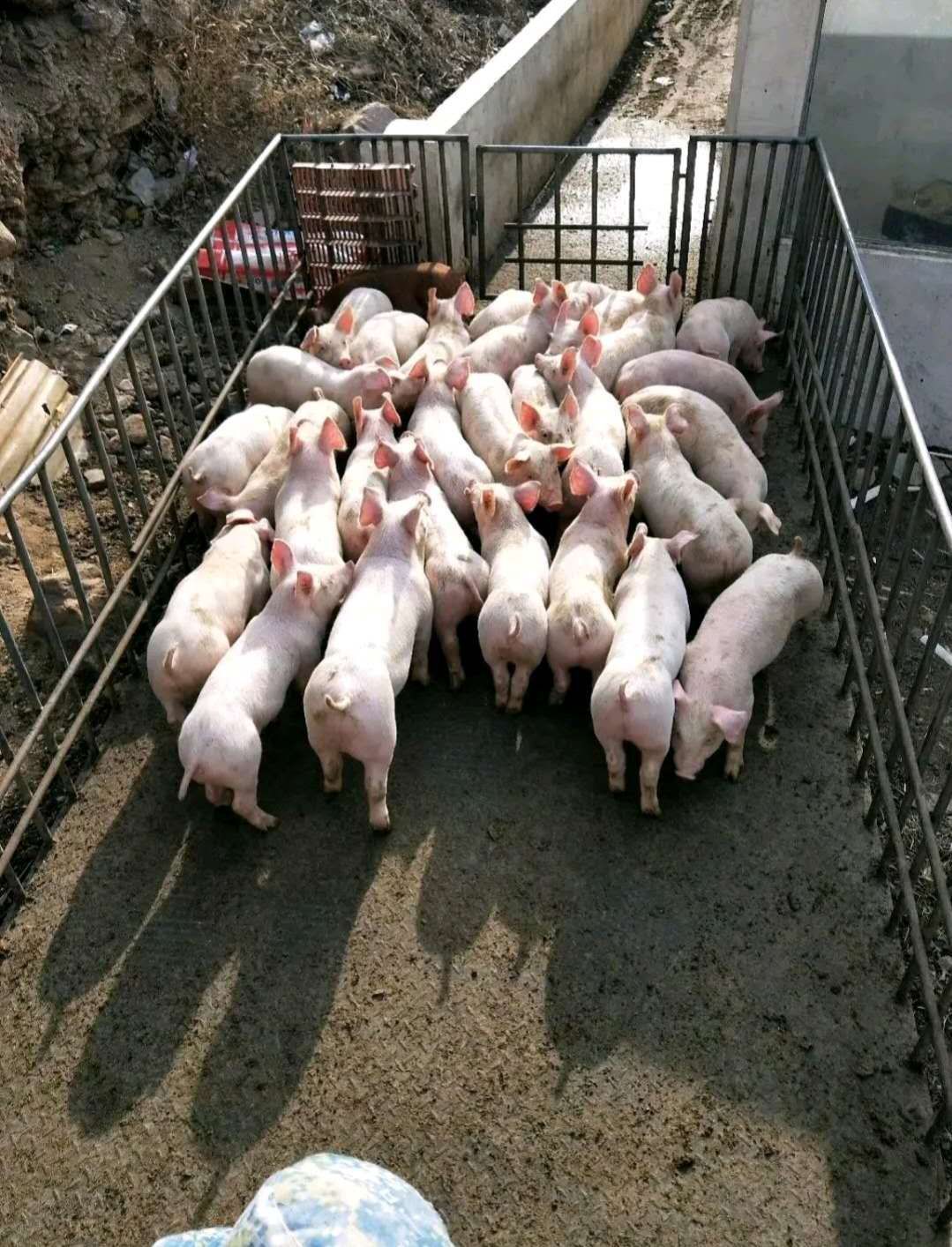 三元仔猪猪场猪苗价格便宜,好饲养,品种好防疫到位免费送猪到家