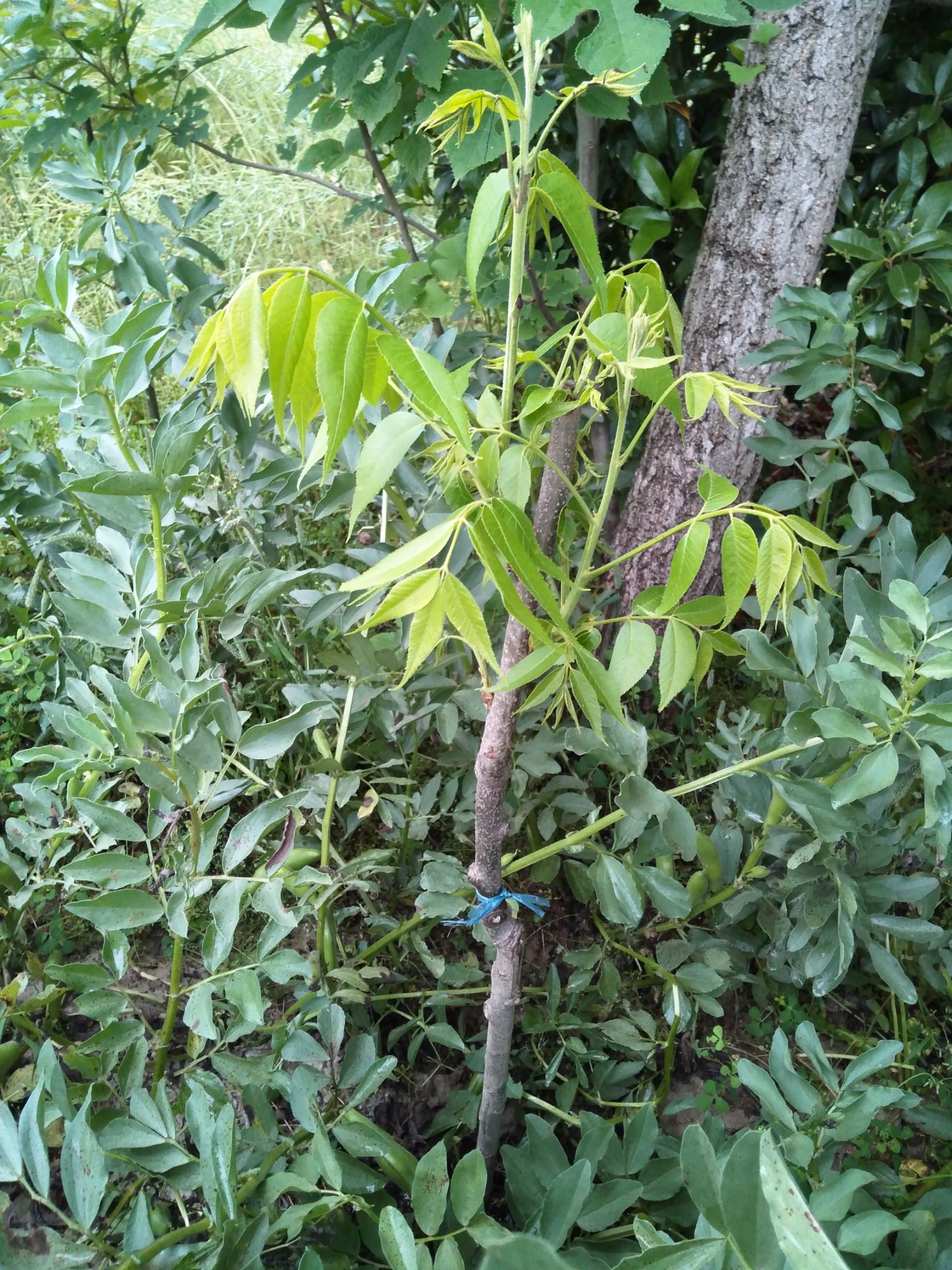 美国山核桃嫁接苗 美国薄壳山核桃(碧根果)嫁接苗