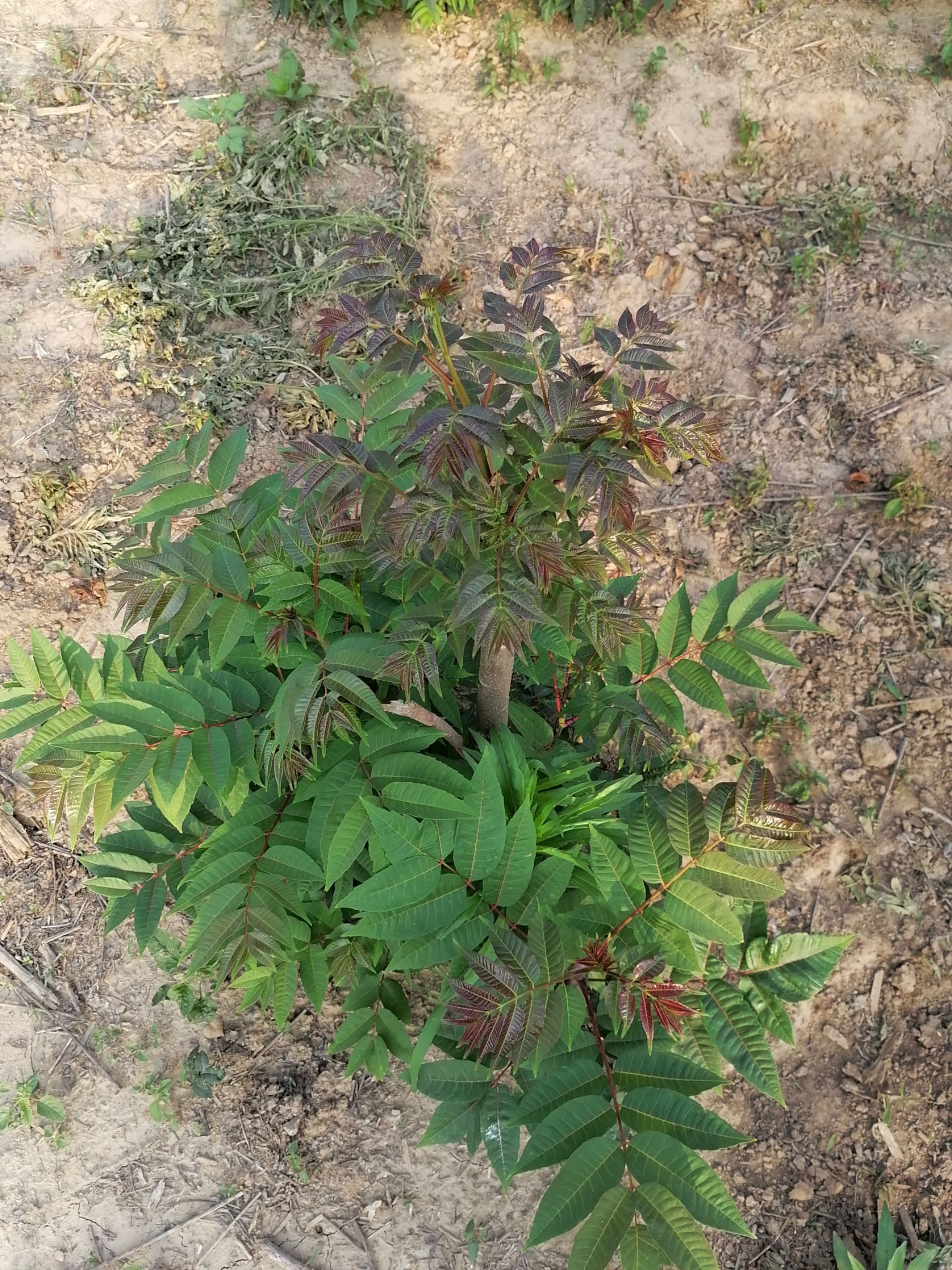 黑油香椿苗 黑油椿矮化树苗