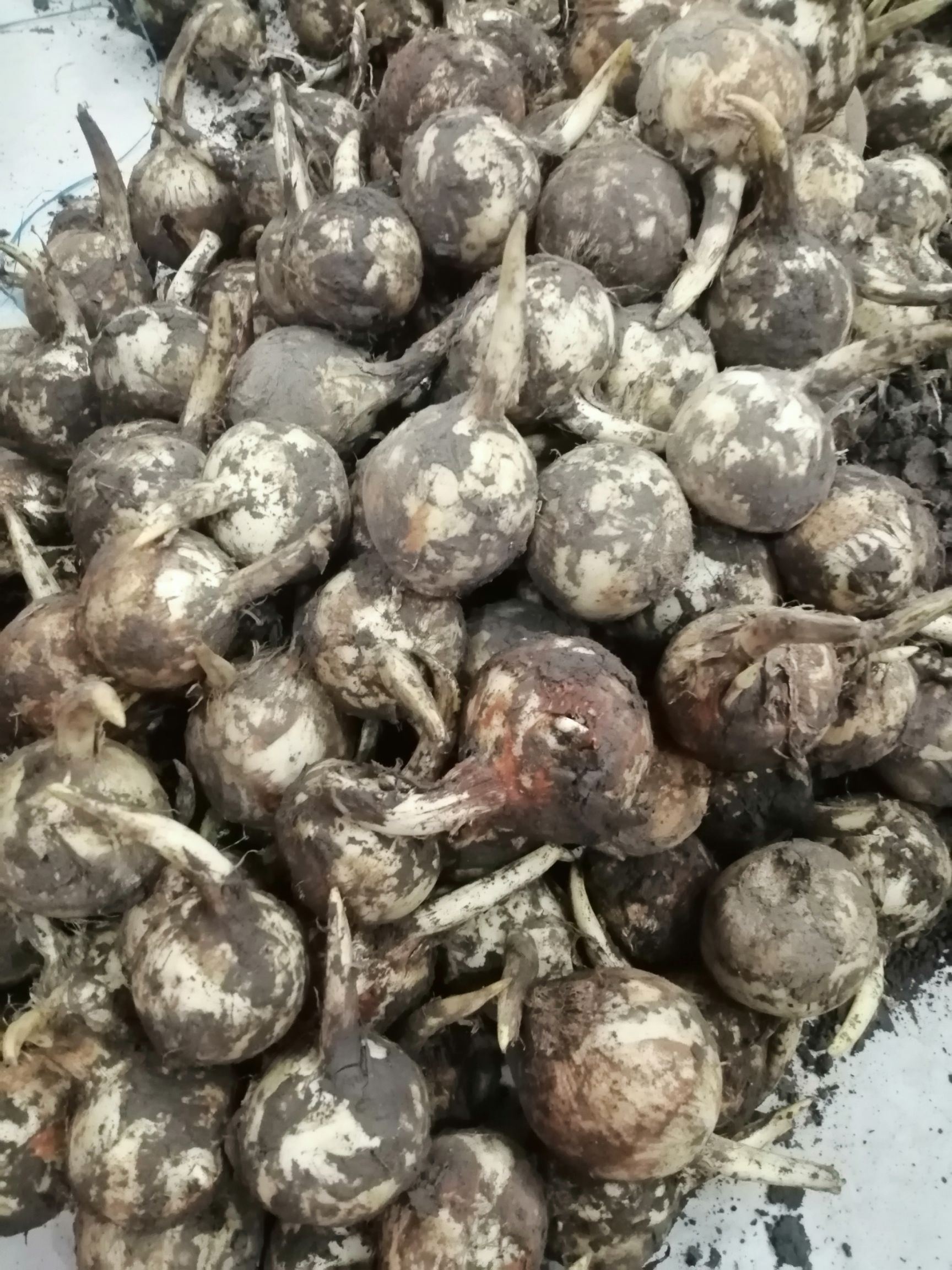 慈菇 白肉慈姑种果食用茨菇种苗发售出芽率百分百