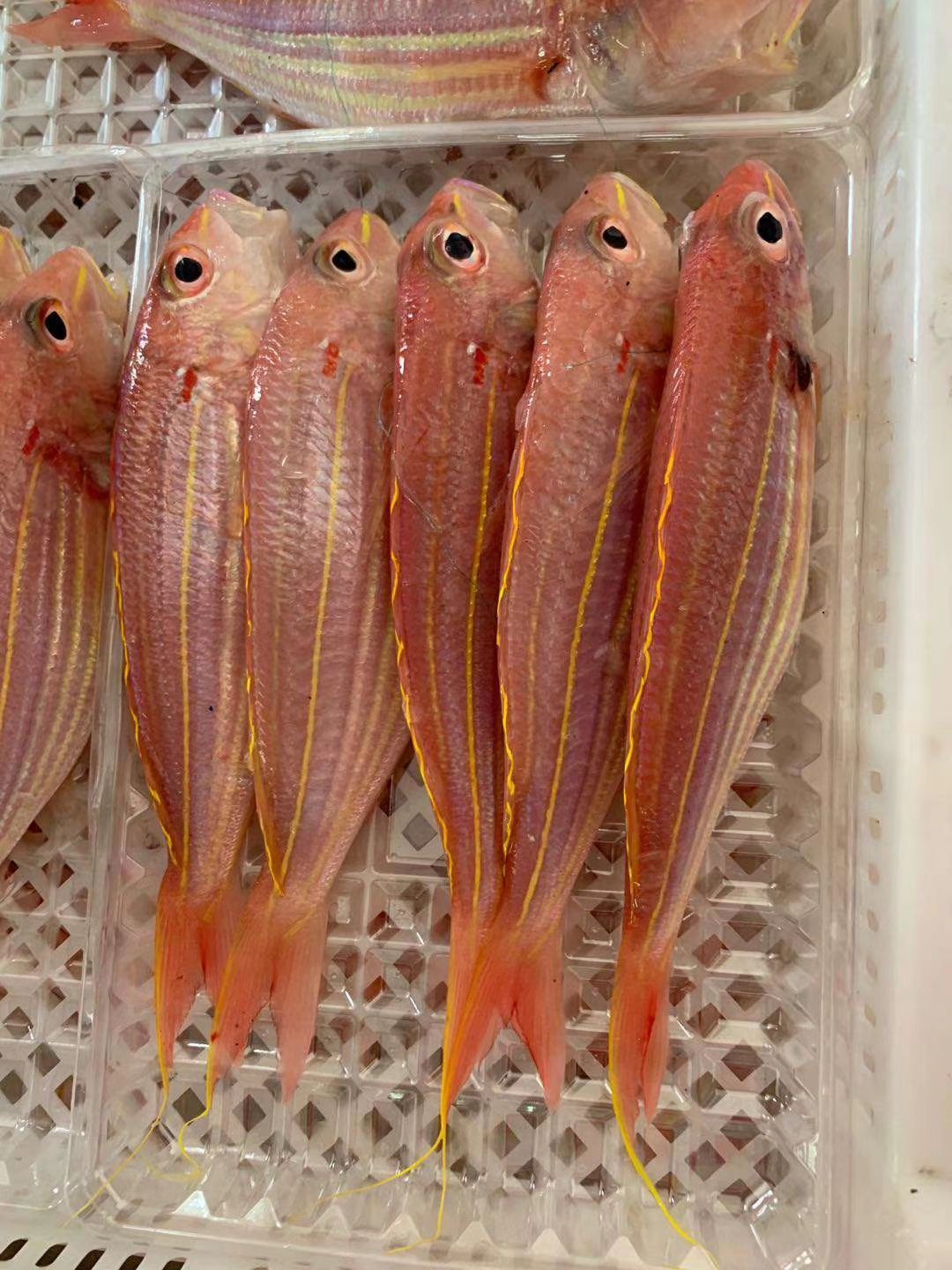 [红杉鱼批发]红杉鱼 金丝鱼 单价格23.5元/斤 - 惠农网