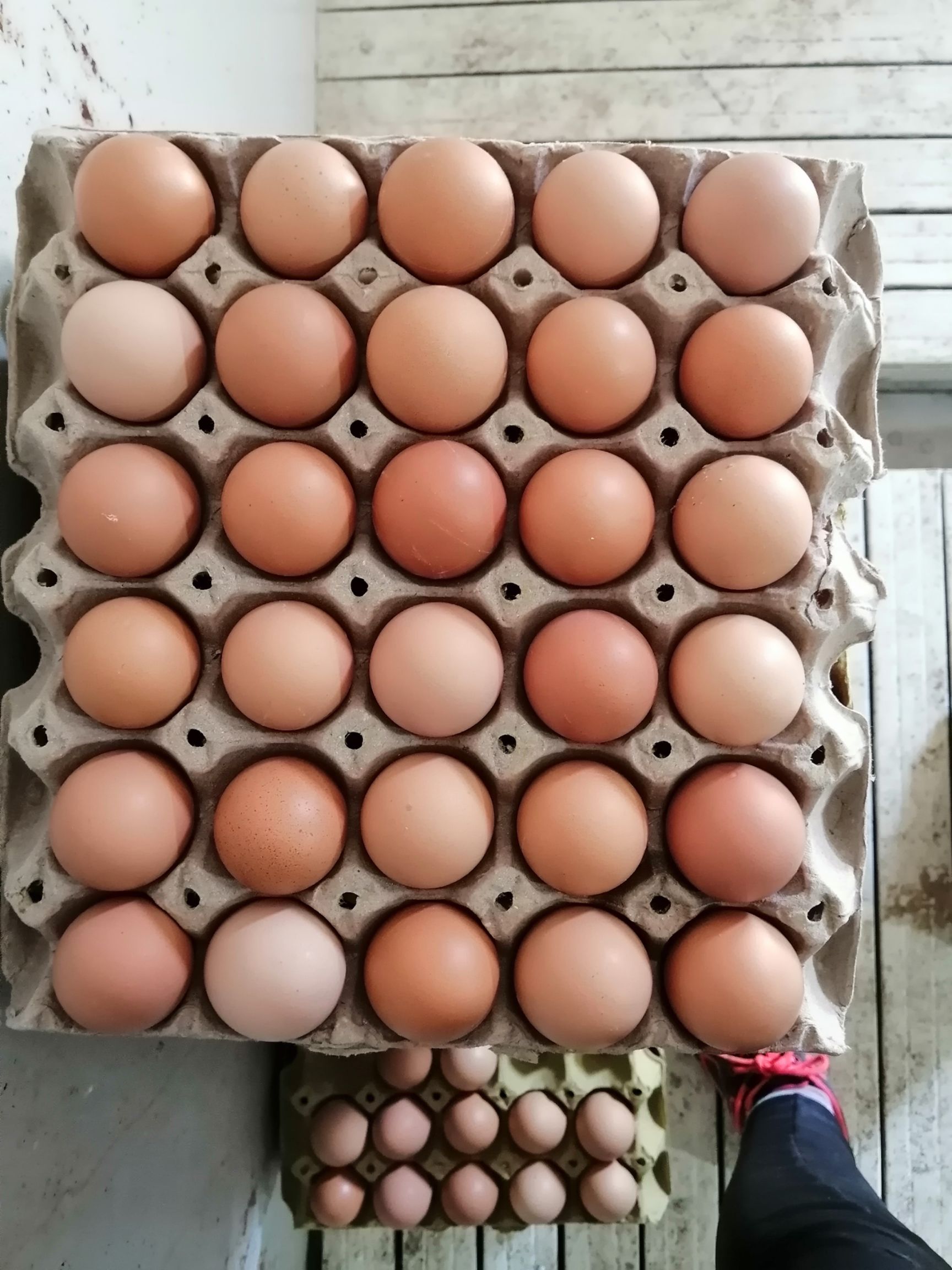 普通鸡蛋 食用 箱装