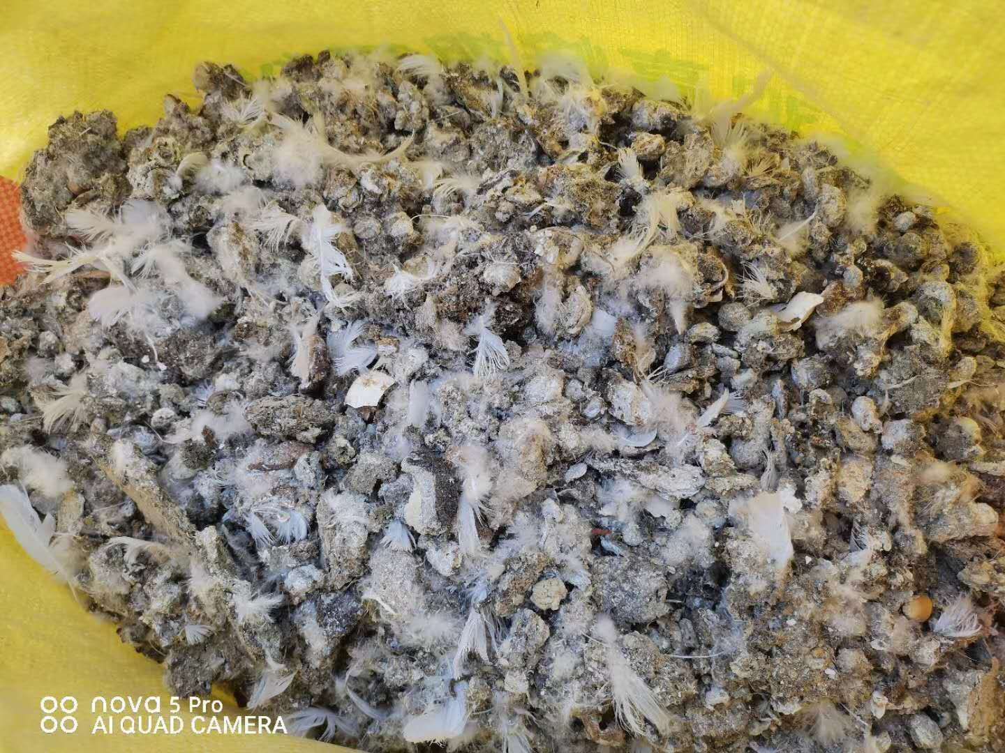 鸽粪 海南鸽子粪出售 定安纯鸽大便批发 陵水鸽粪质量好