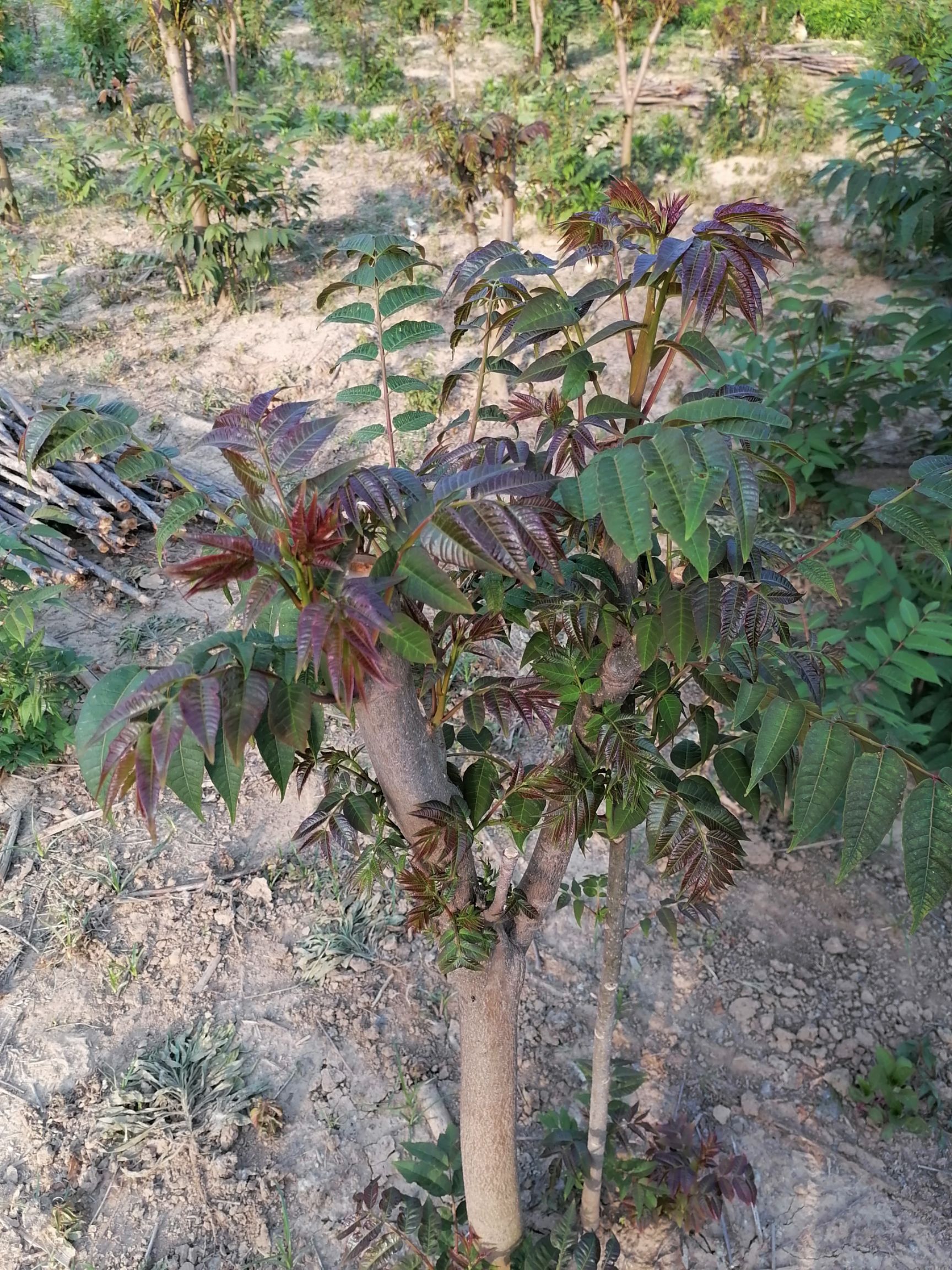 黑油香椿苗 黑油椿矮化树苗