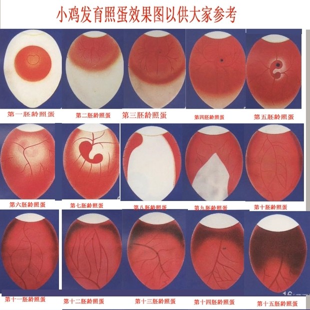 安徽铜陵鸡种蛋 发快递皖南黄受精蛋包90受精率破损包赔泡沫棉发