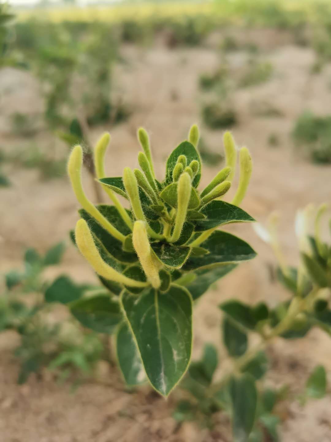 产地 河南省新乡市封丘县 品种名 金银花