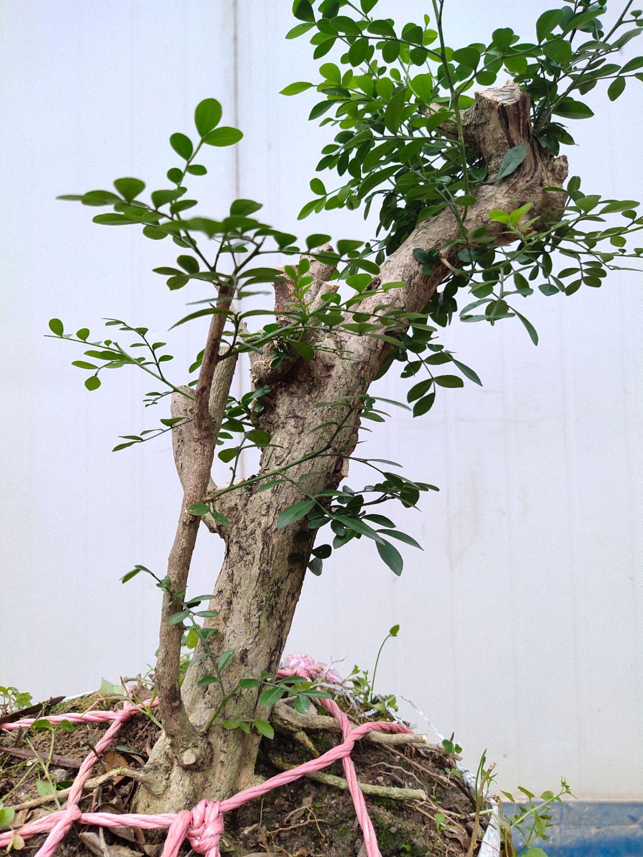九里香植物,一年常绿,四季开花结果.最后面有花的图片.