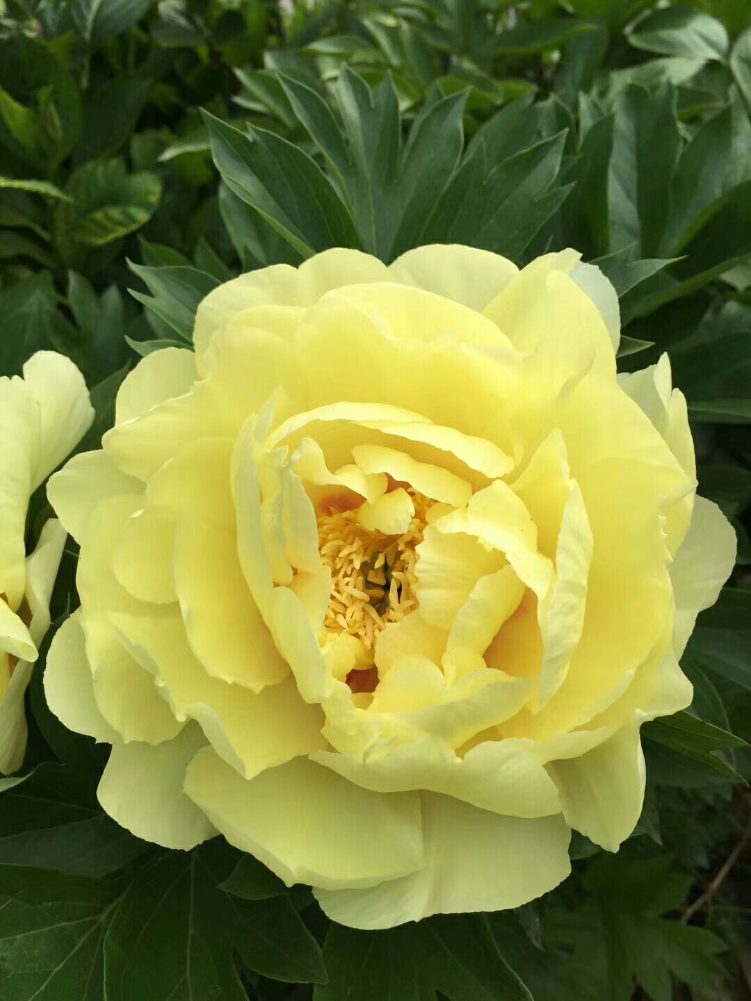 观赏牡丹 伊藤系列:芭茨拉,可做鲜切花品种
