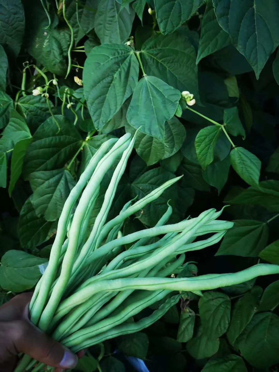 架豆王豆角 架豆王 无筋豆 豆王