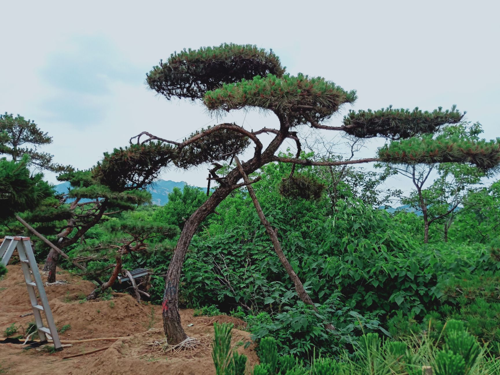 造型松树 造型油松