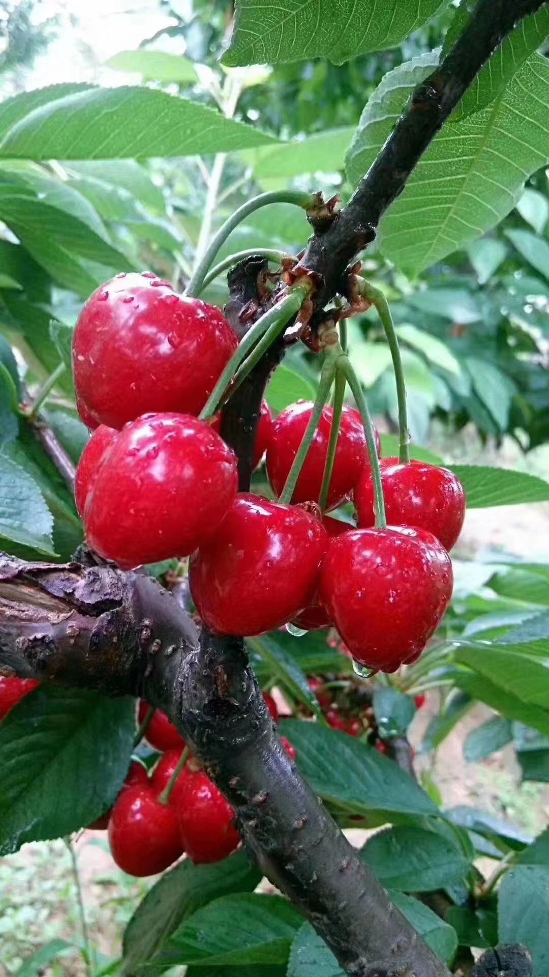 铜川樱桃,大量供应萨米脱