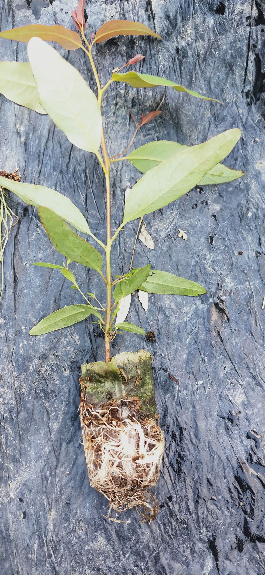 桉树苗/广九/29/轻基质木苗    现货,培育基地直发.