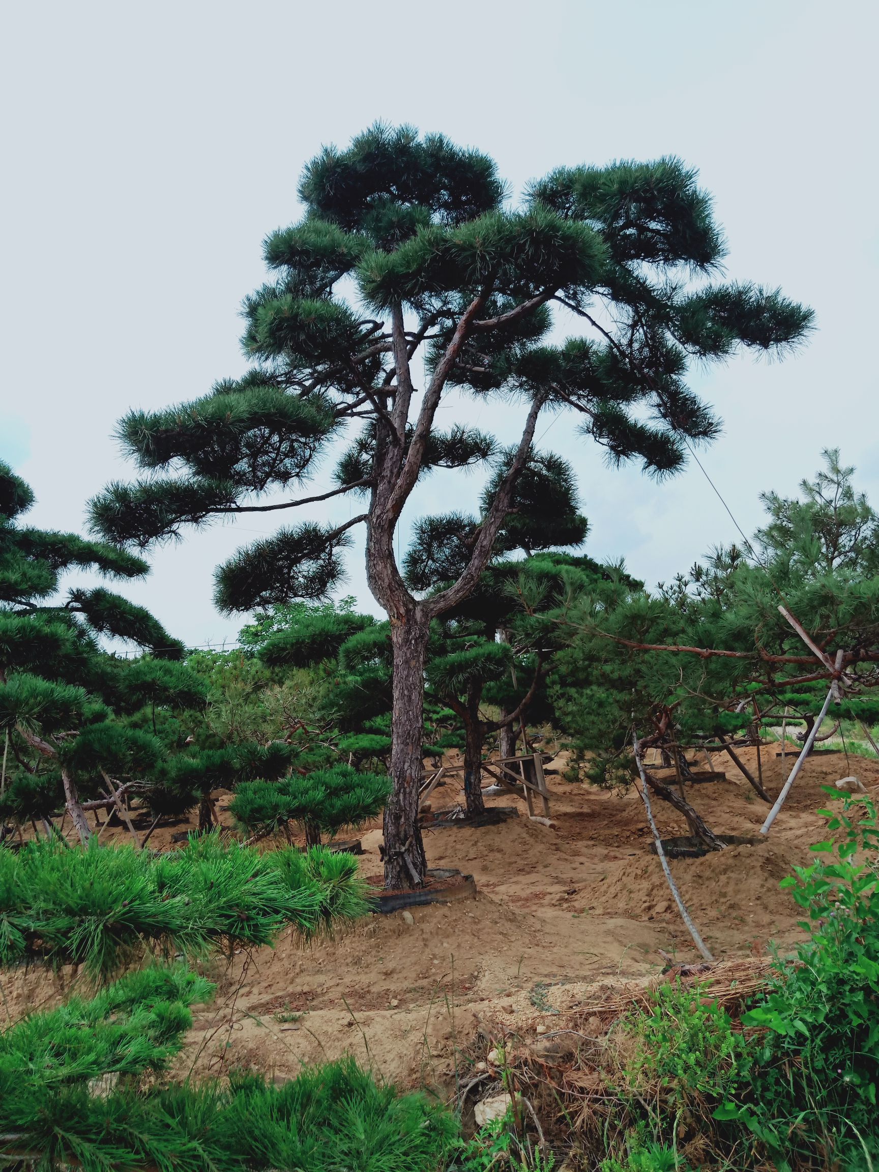 商品属性 品种名:造型松树 品种名:造型松树 高度33.
