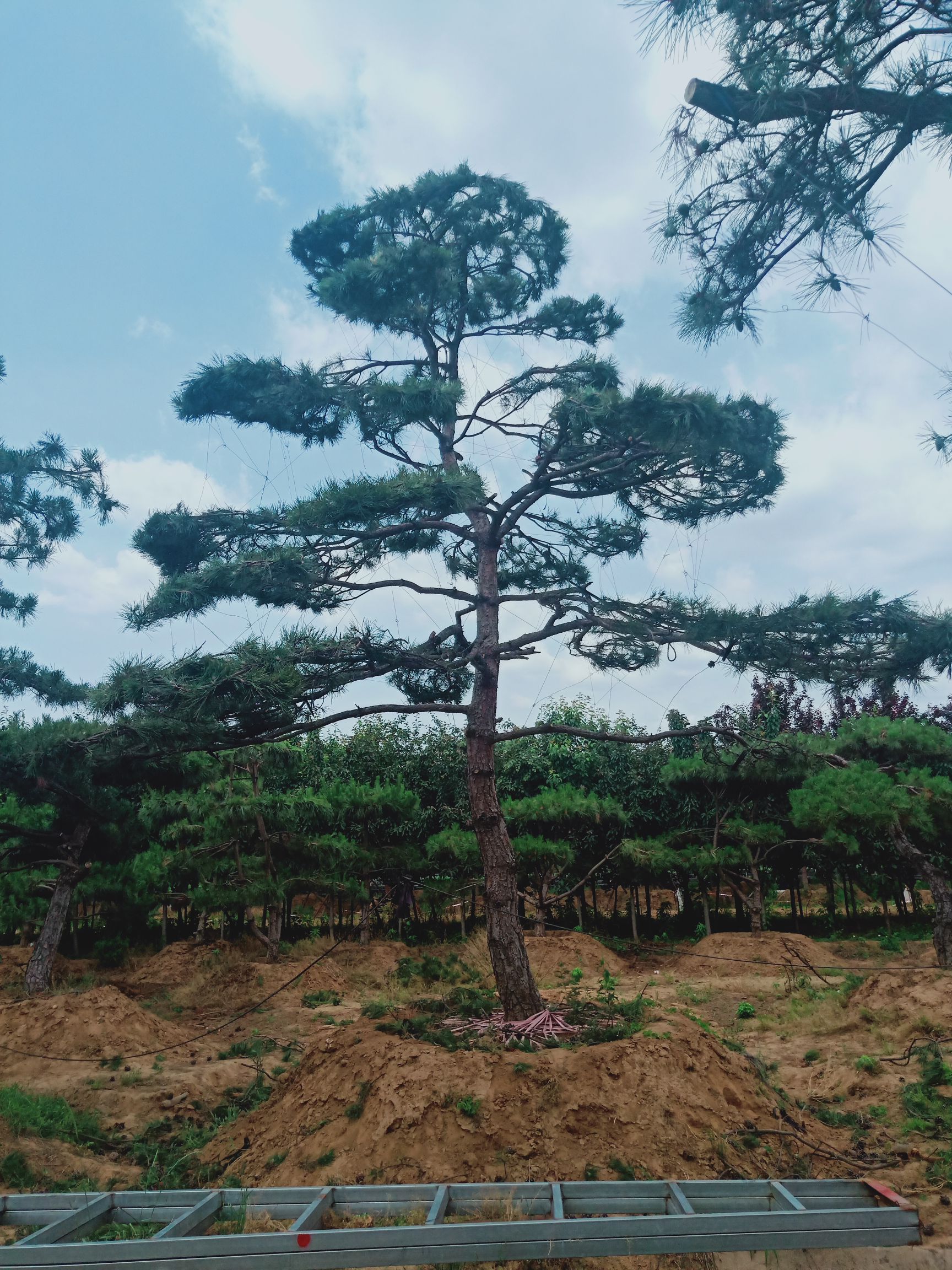 造型松树造型油松