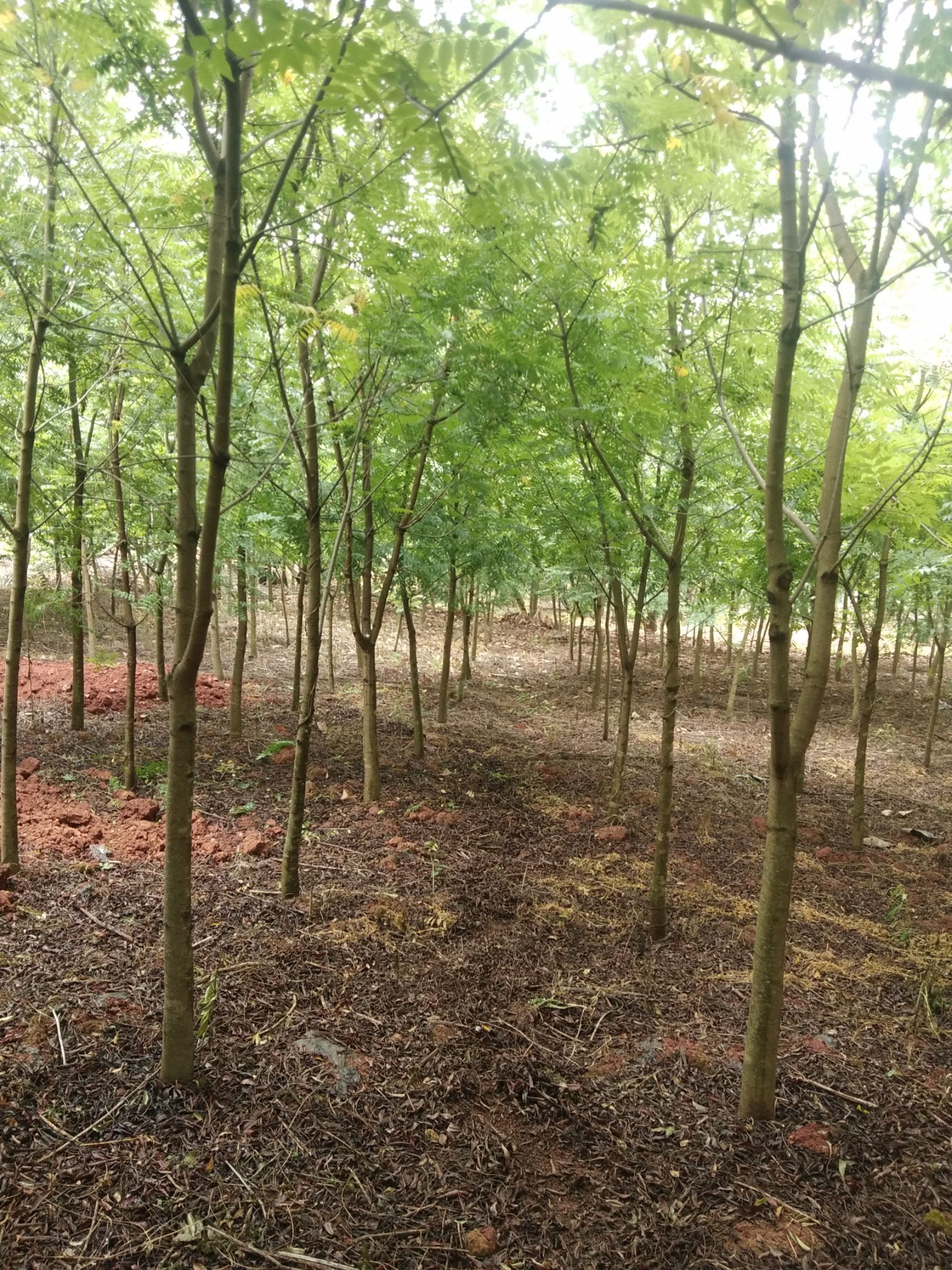 黄连木 各种规格各种价格